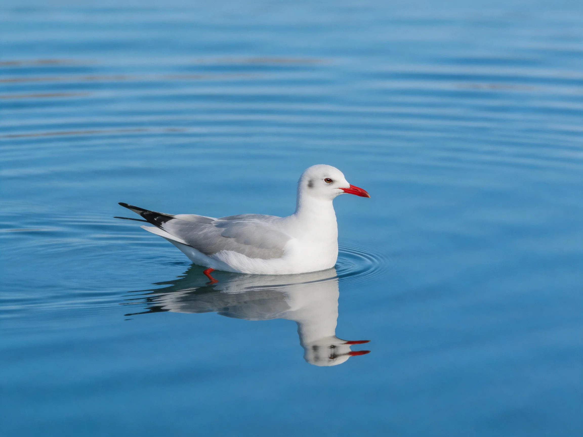 A white and gray seagull floats on calm blue water.