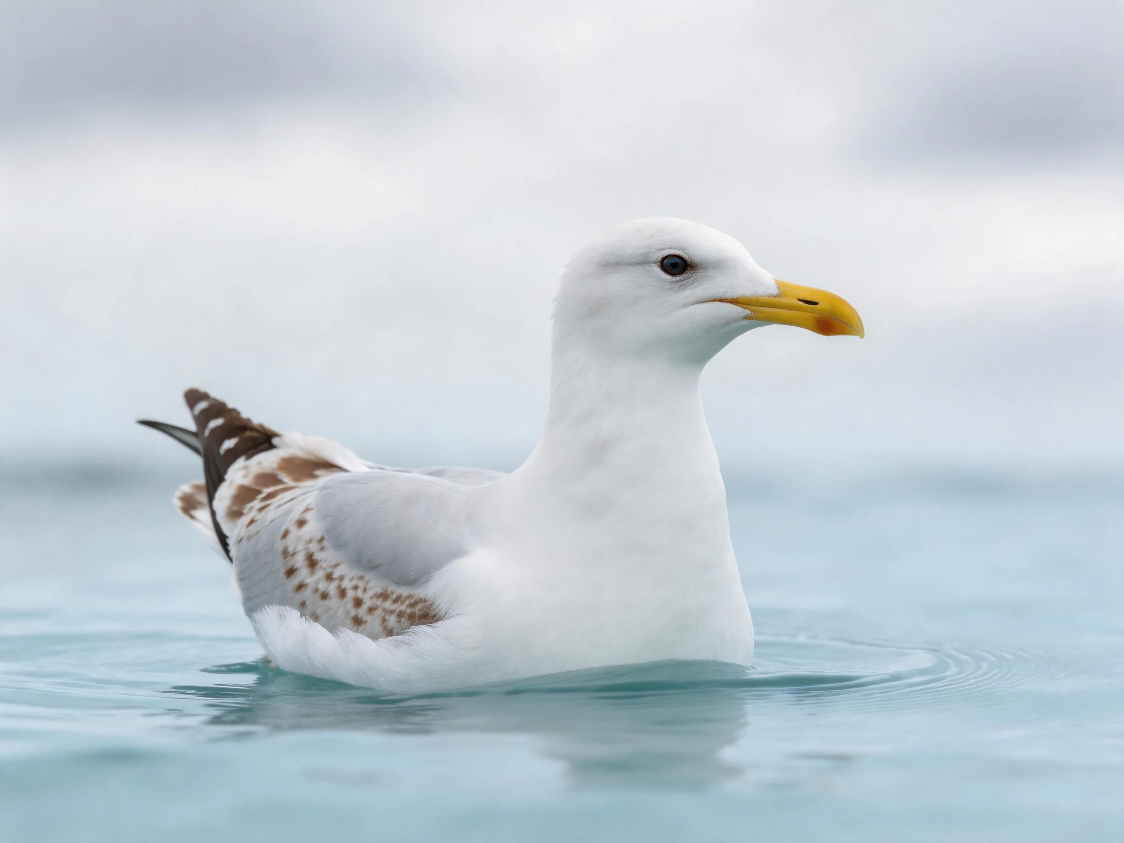 A white and gray seagull floats in calm blue water