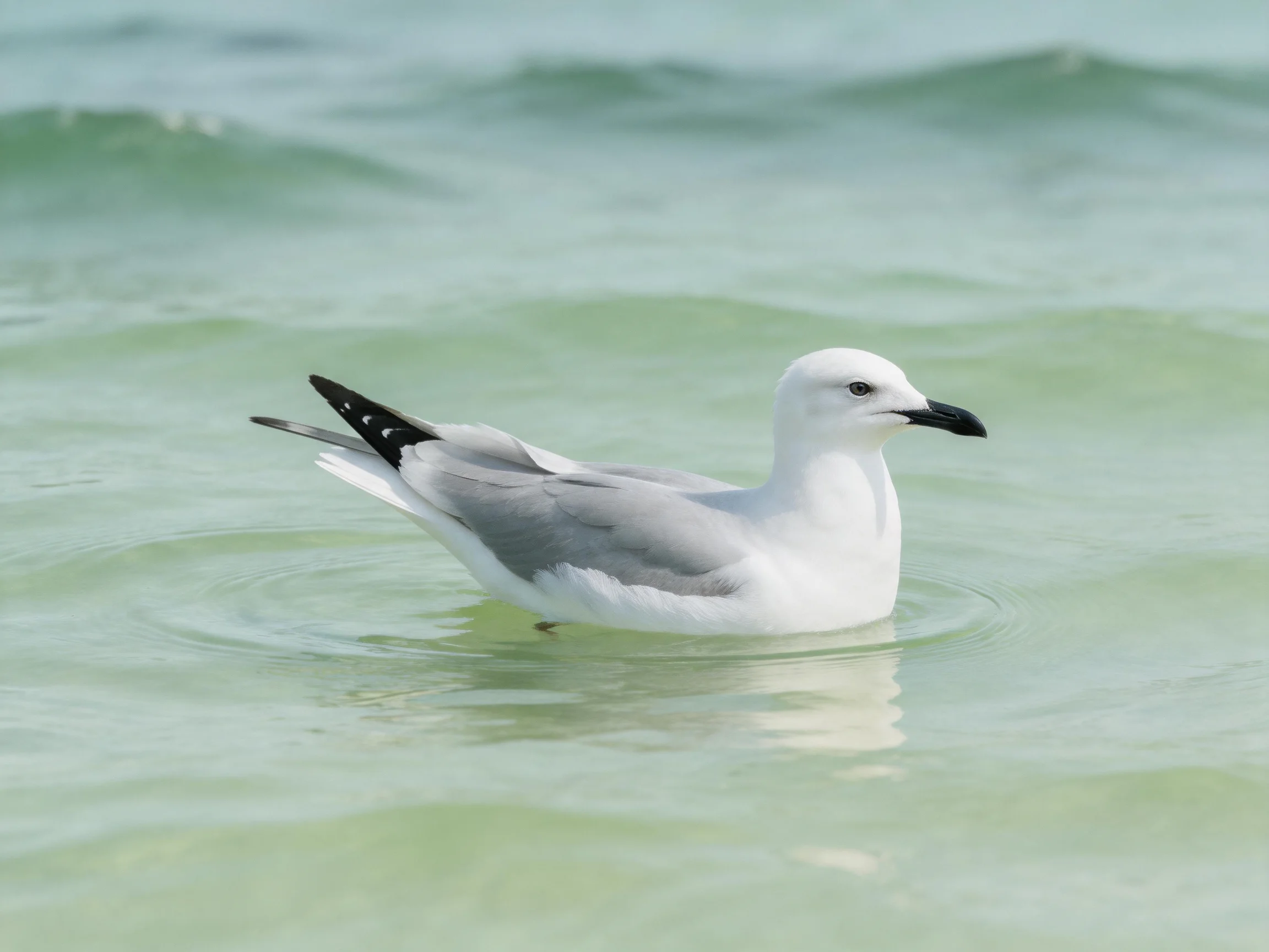 A white and gray seagull swims in calm turquoise waters