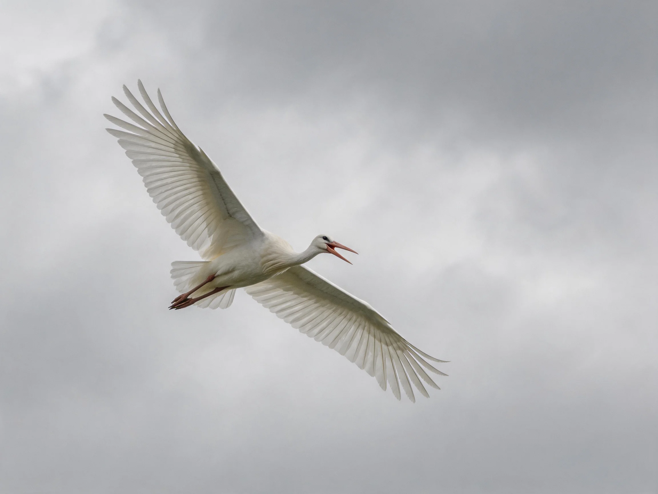 A white bird gliding through a cloudy gray sky