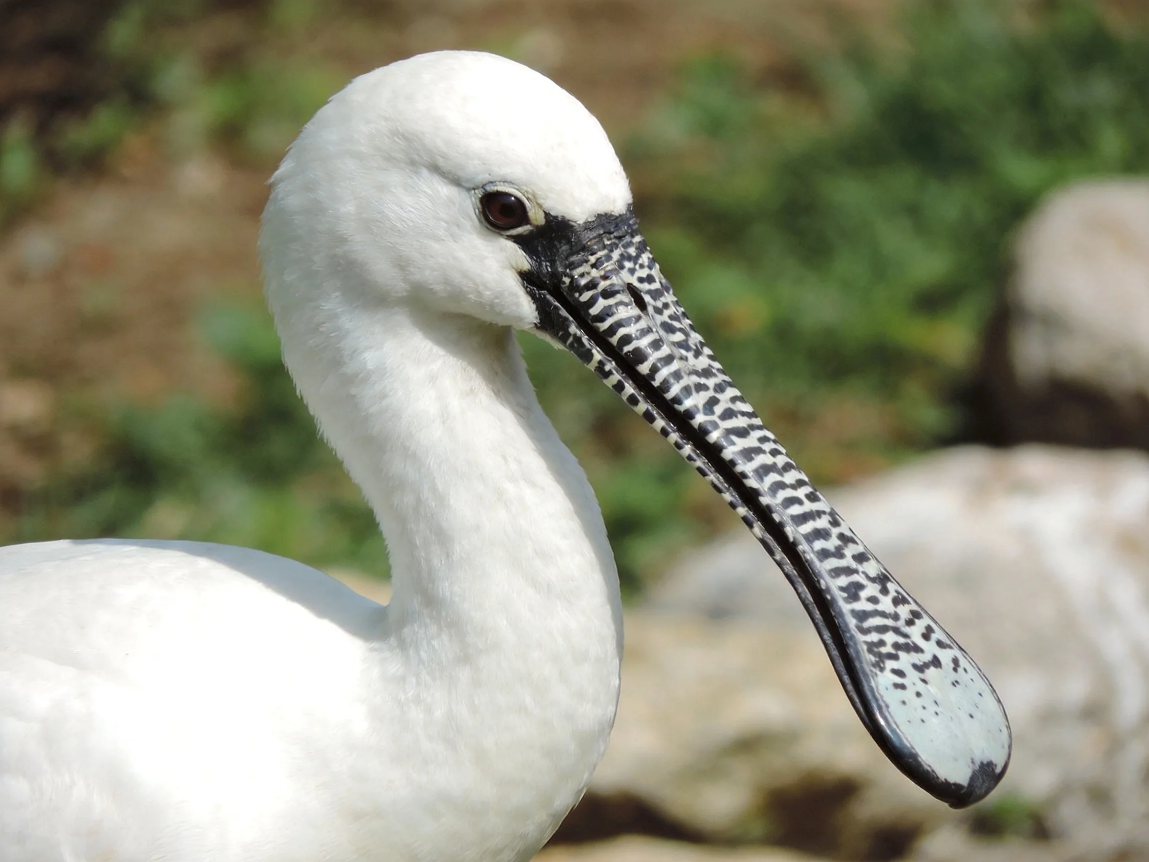 A white bird with a long patterned beak near rocks and greenery