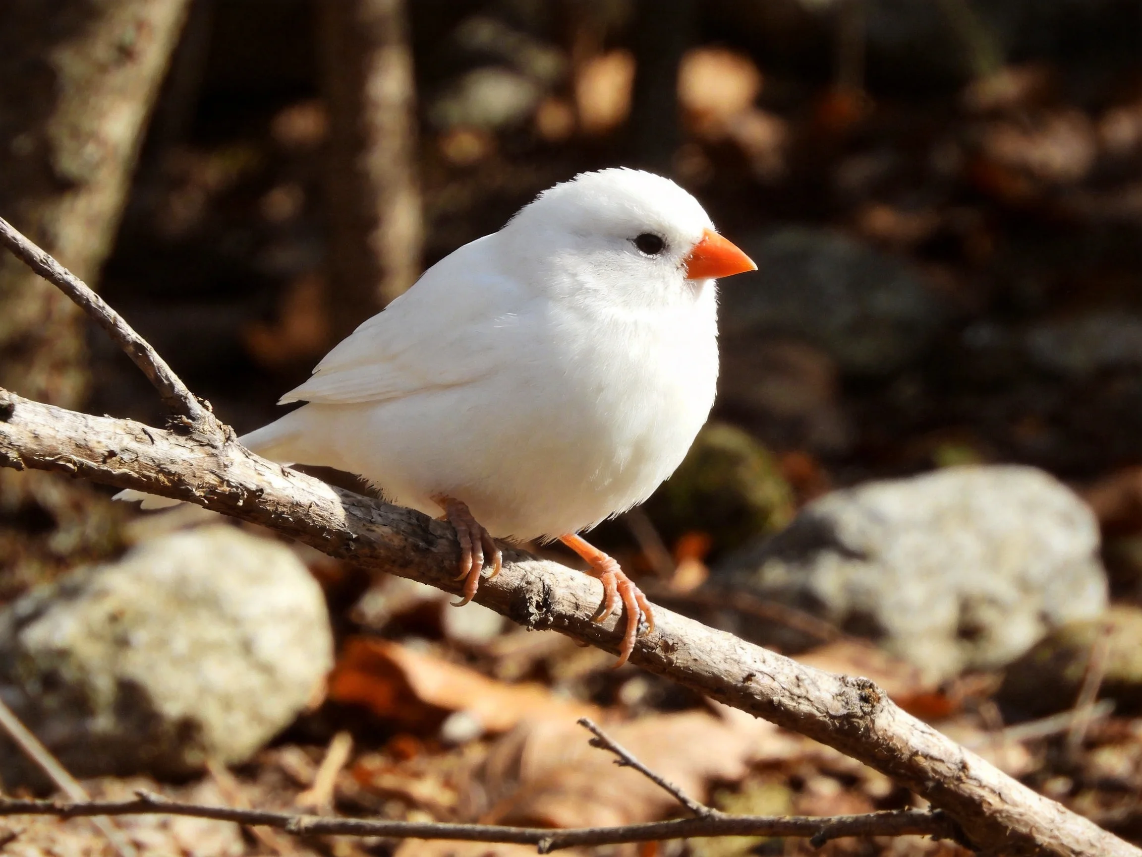 A white bird with an orange beak rests on a tree branch amid rocky and leafy surroundings.
