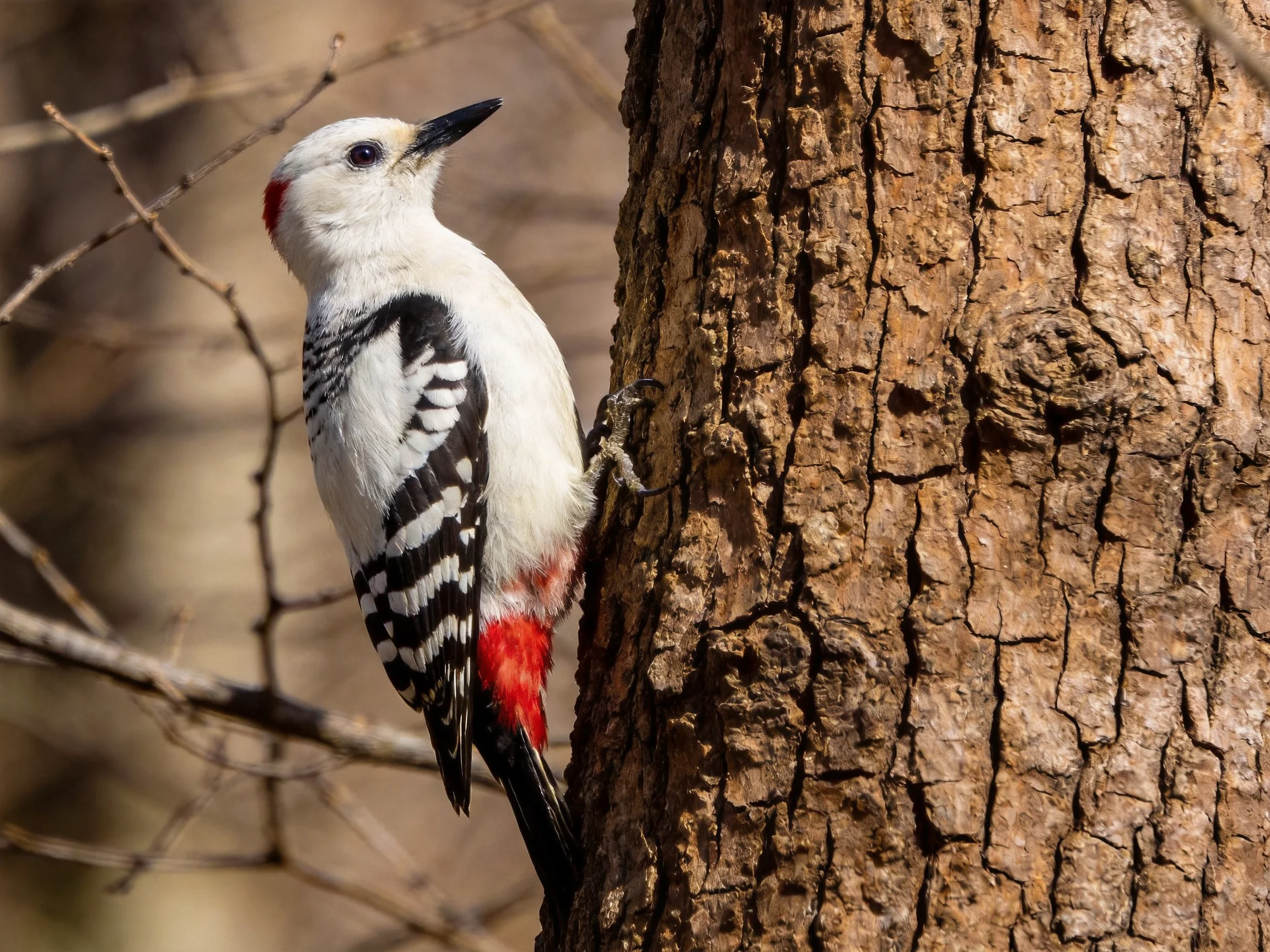 A white, black, and red woodpecker clinging to a textured tree trunk