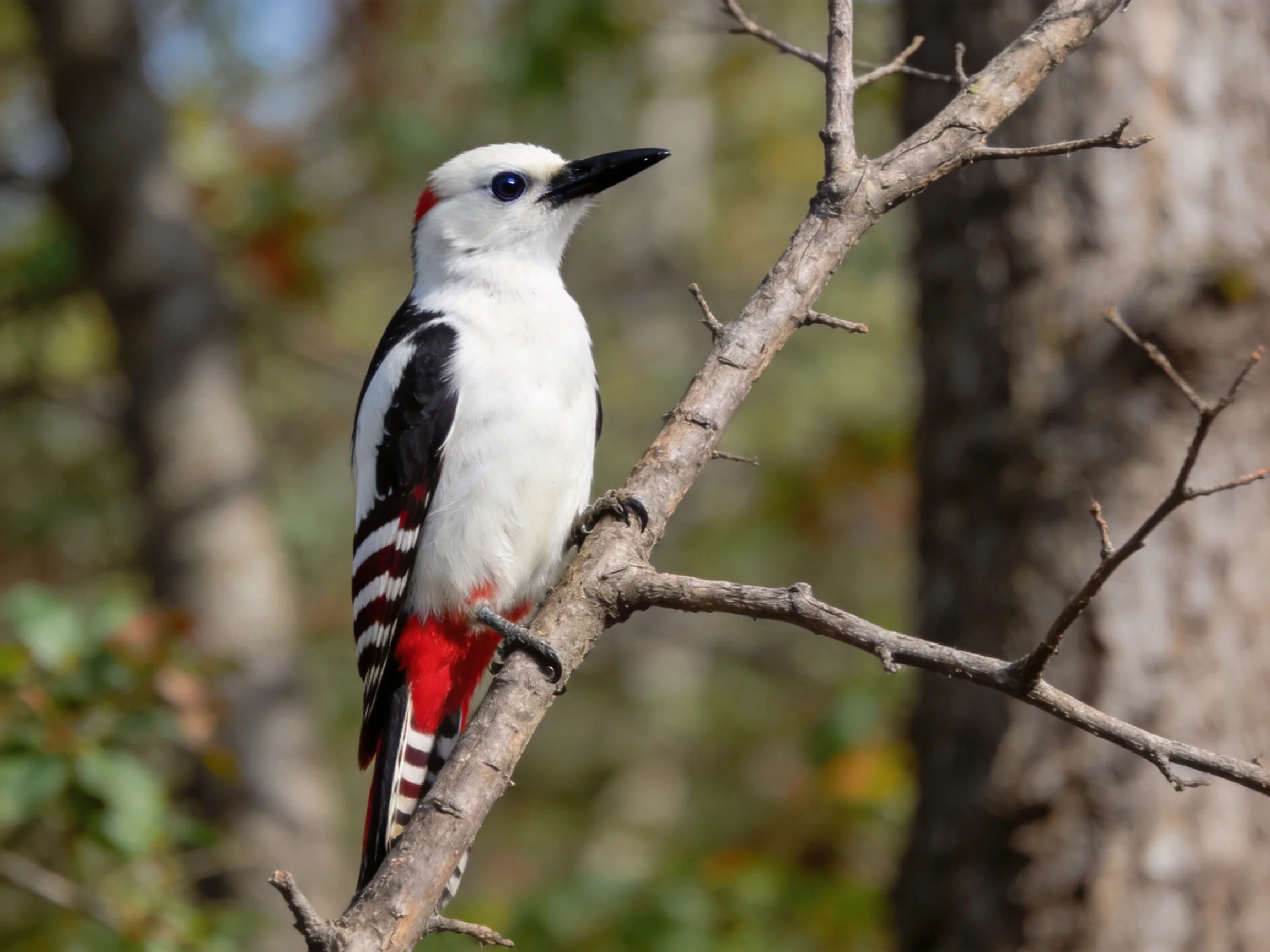 A white, black, and red woodpecker perched on a bare tree branch