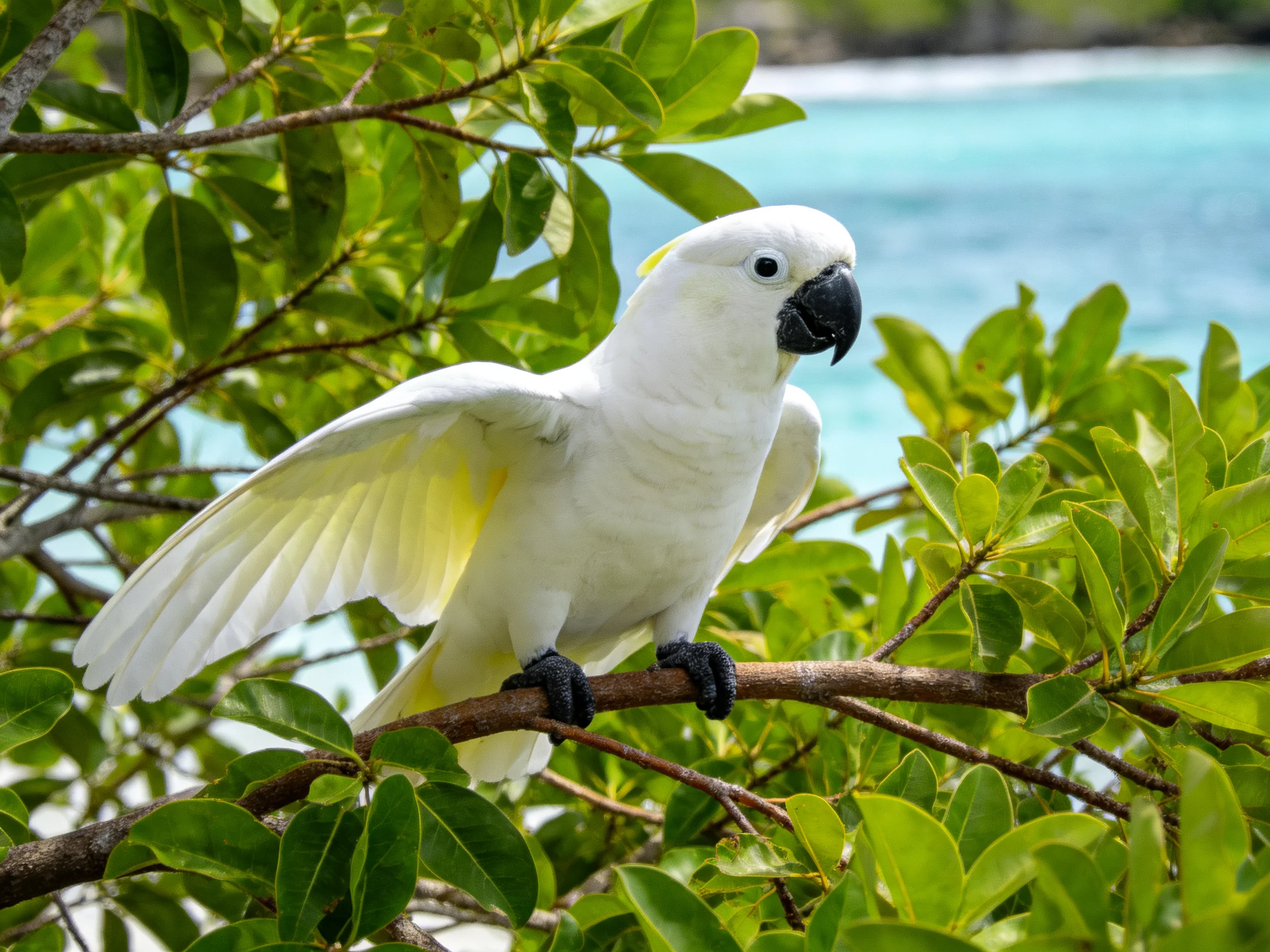A white cockatoo perched among lush green foliage near turquoise water