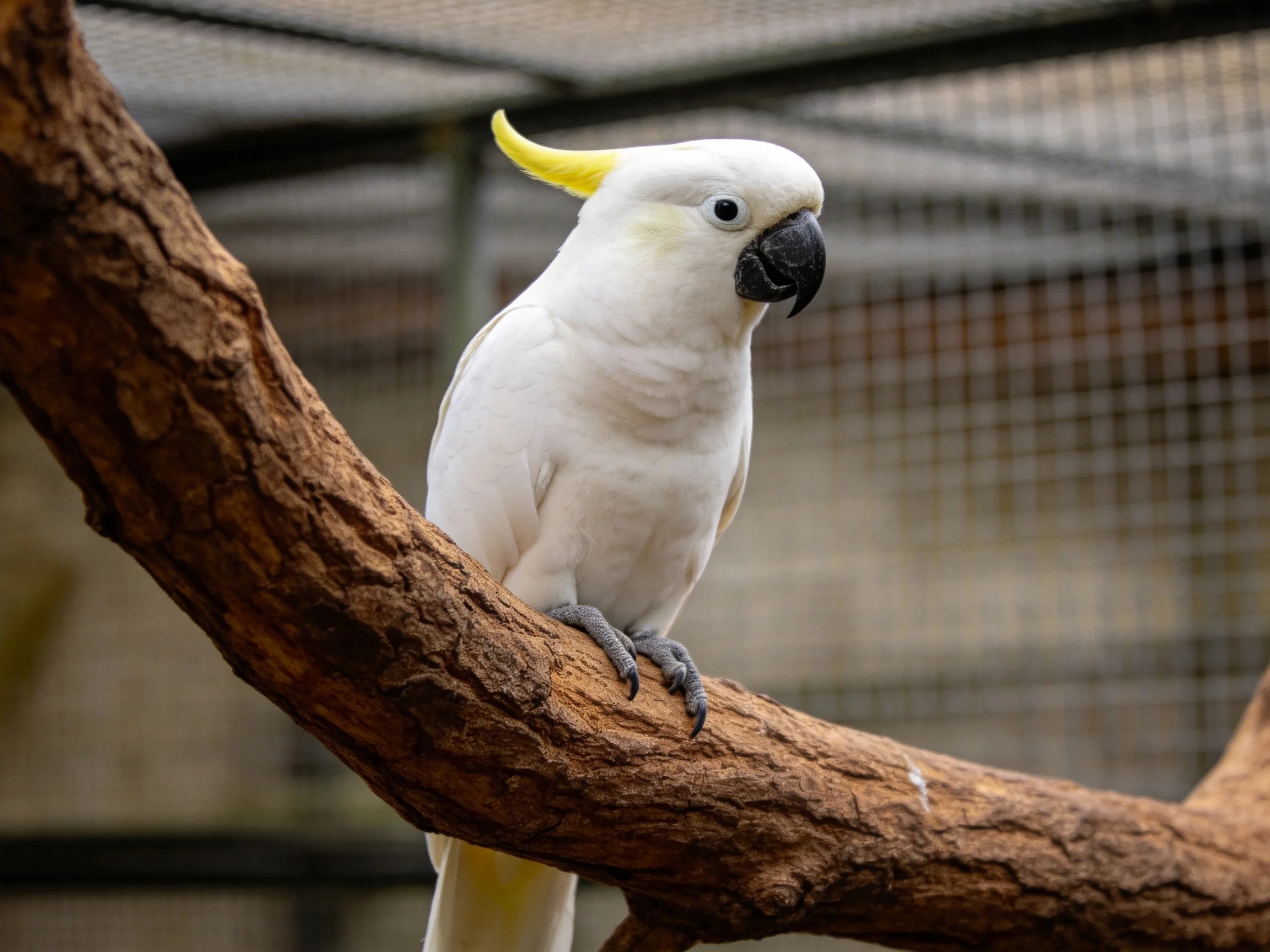 A white cockatoo with yellow crest perches on a thick brown branch