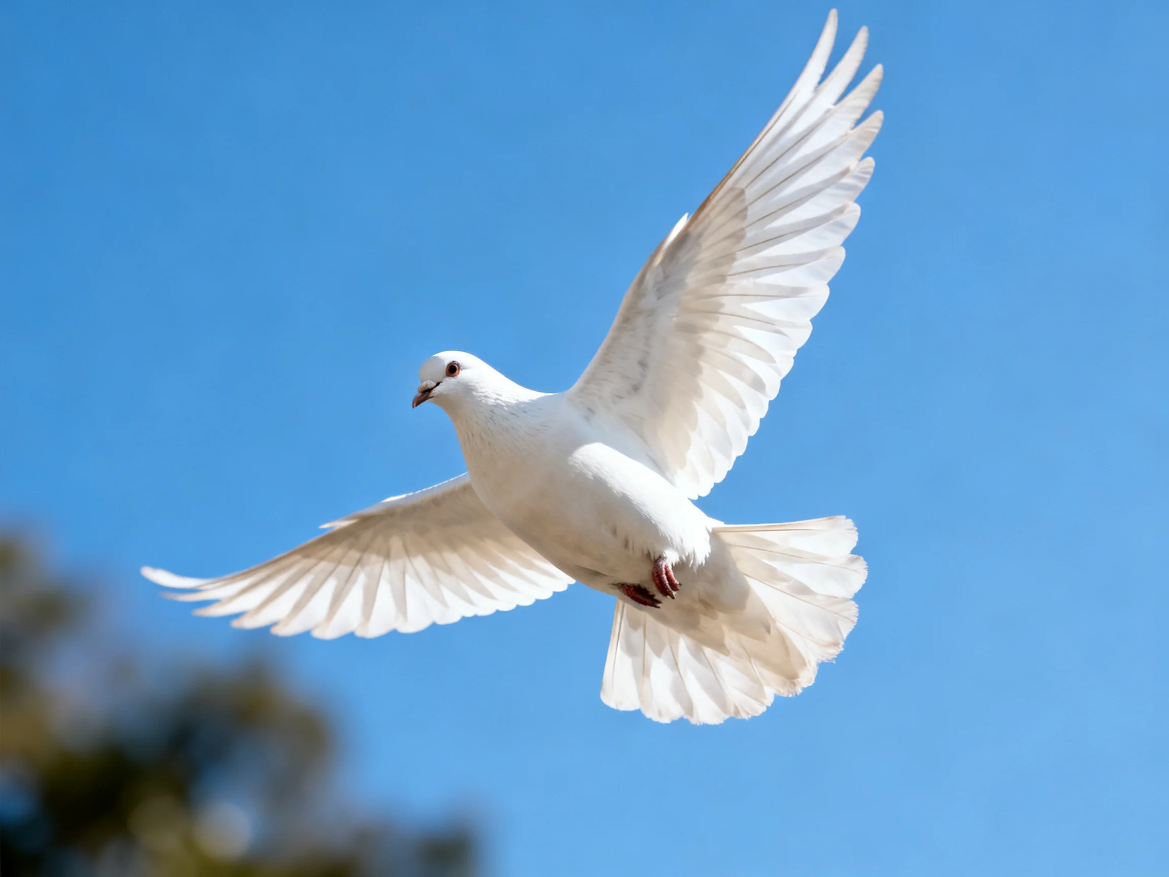 A white dove soaring in a clear blue sky