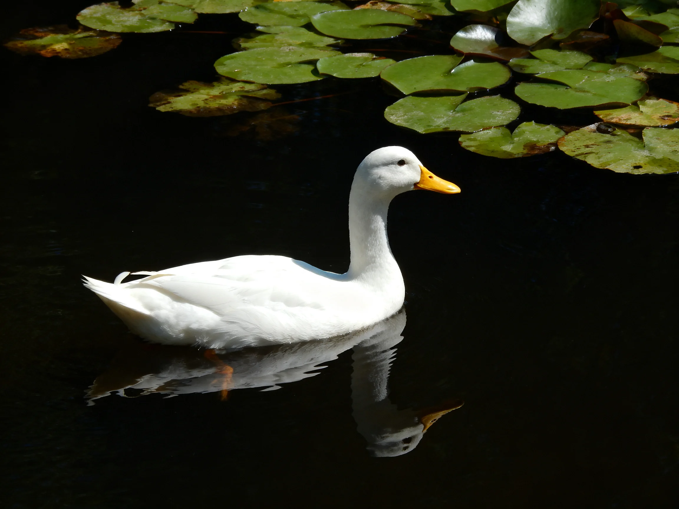 A white duck glides near green lily pads in dark water.
