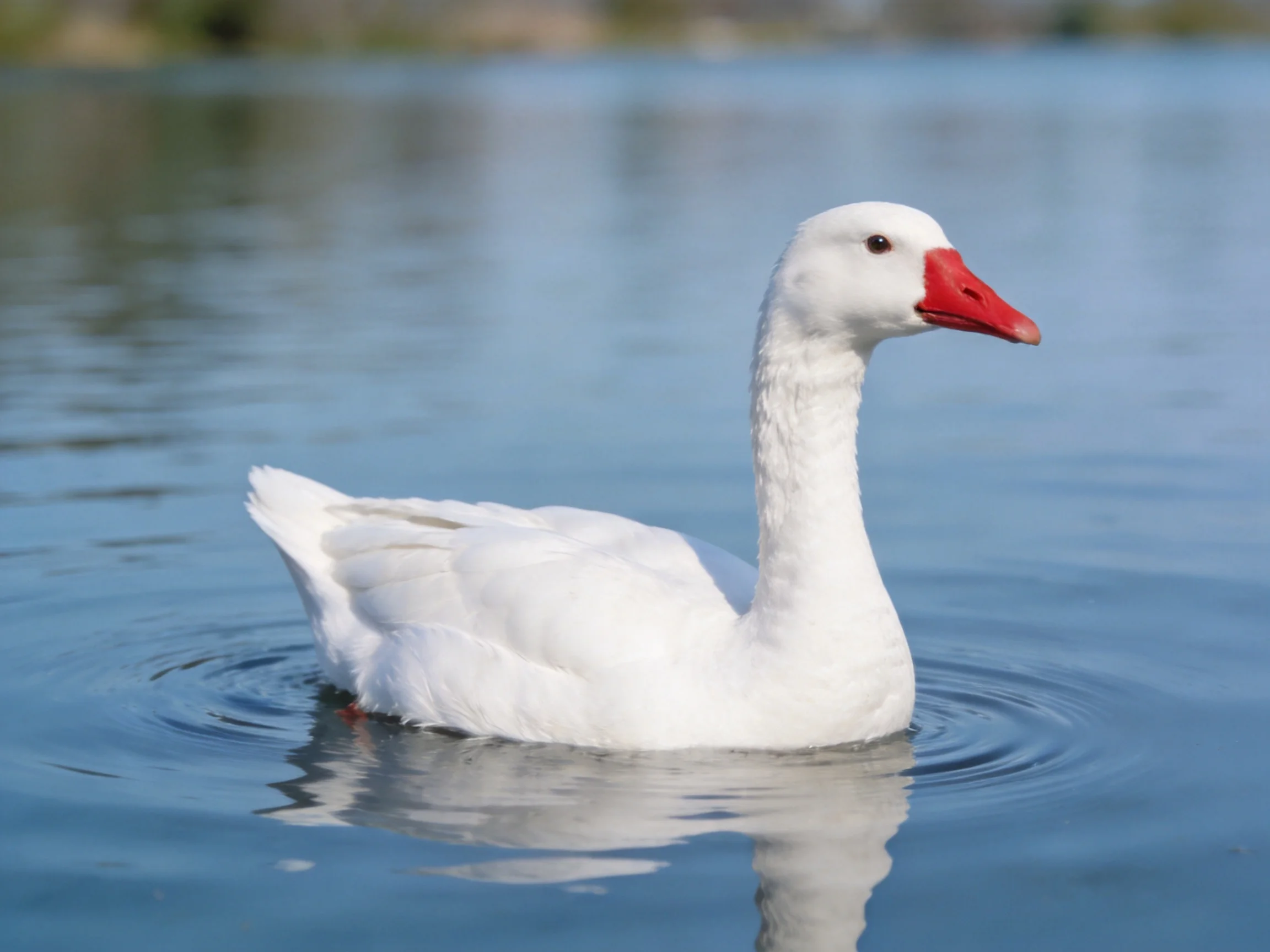 A white duck with a red beak swims peacefully on calm water.