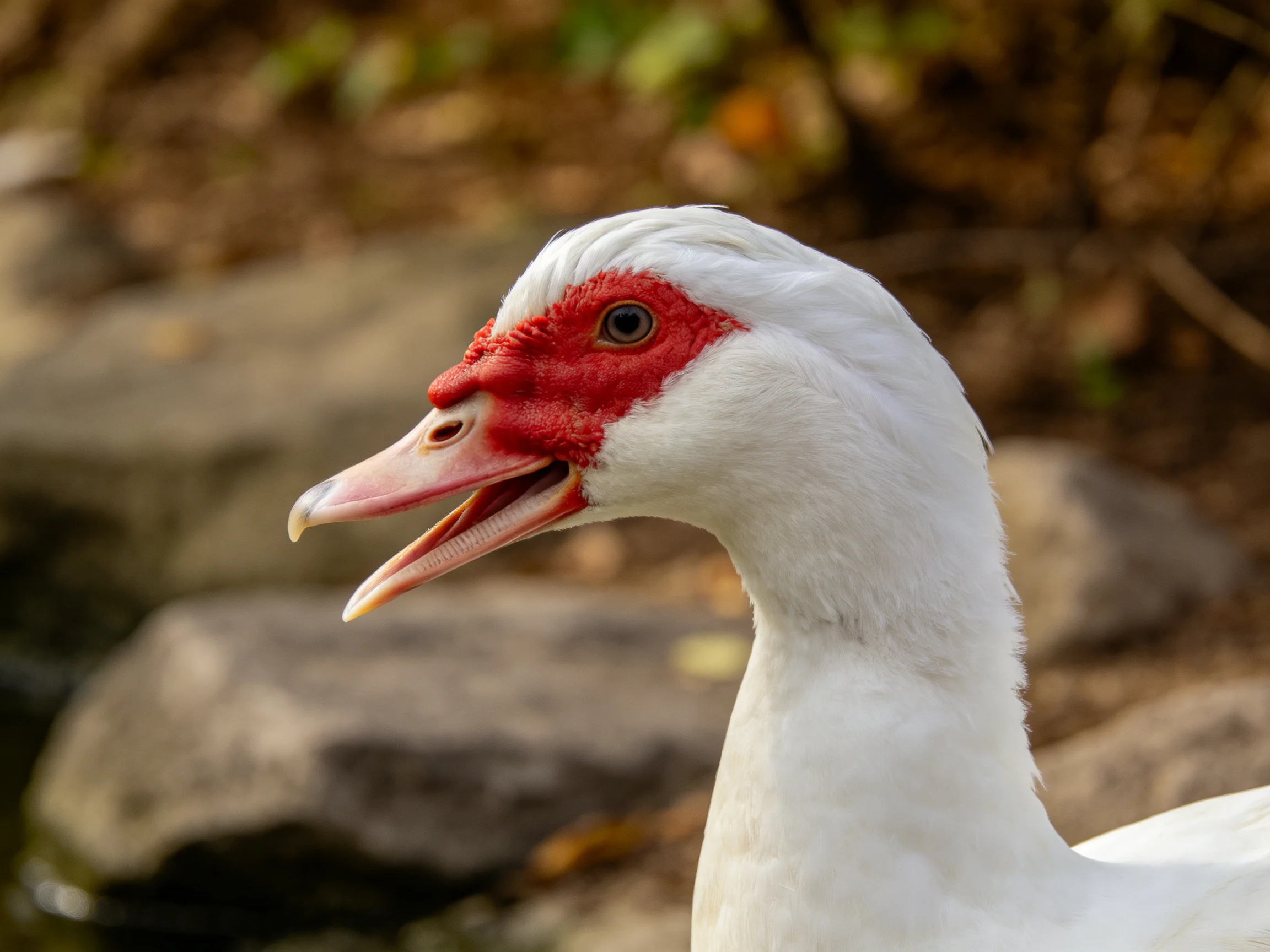 A white duck with a bright red head near rocky terrain