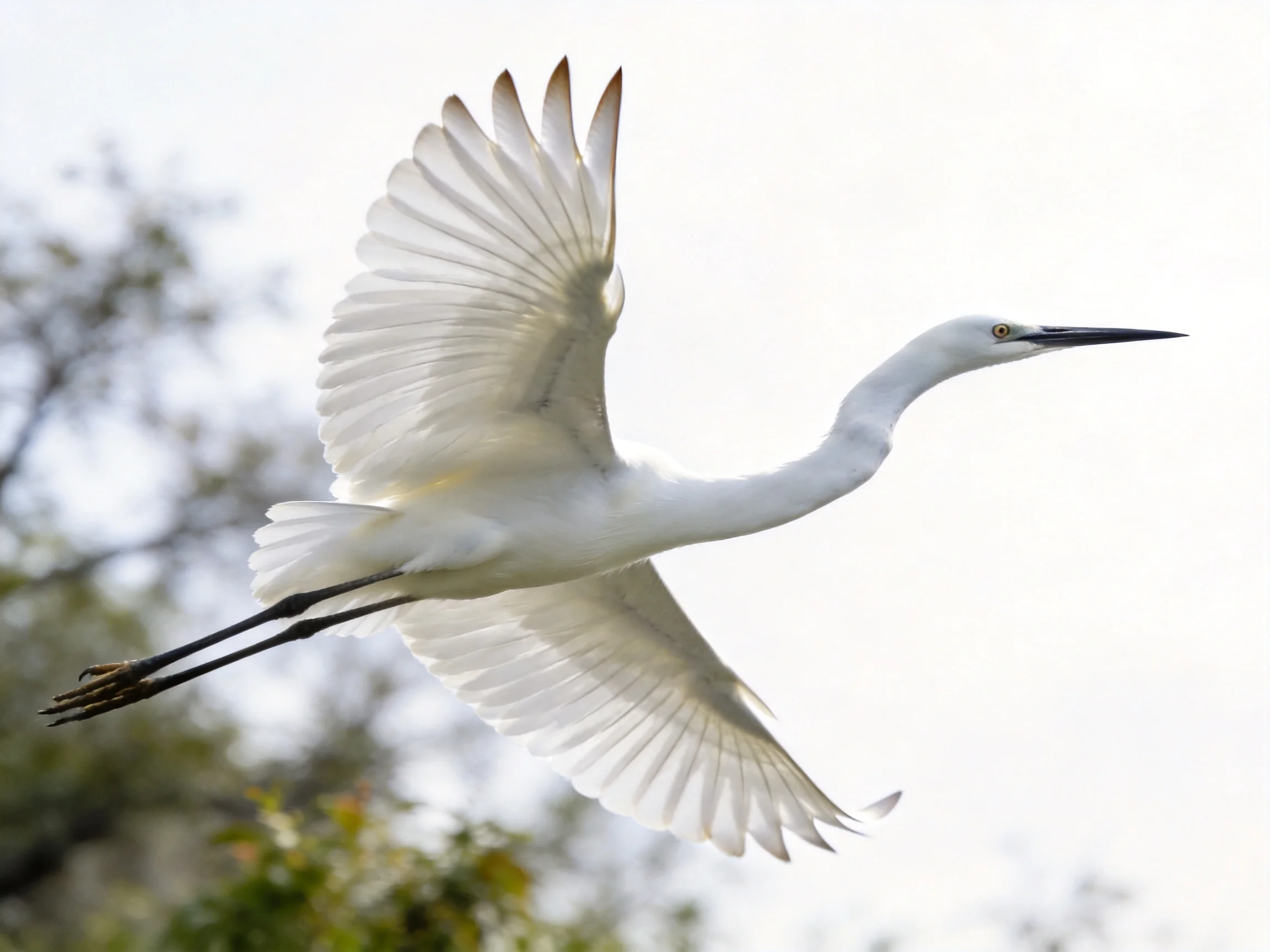A white egret flies with spread wings near trees