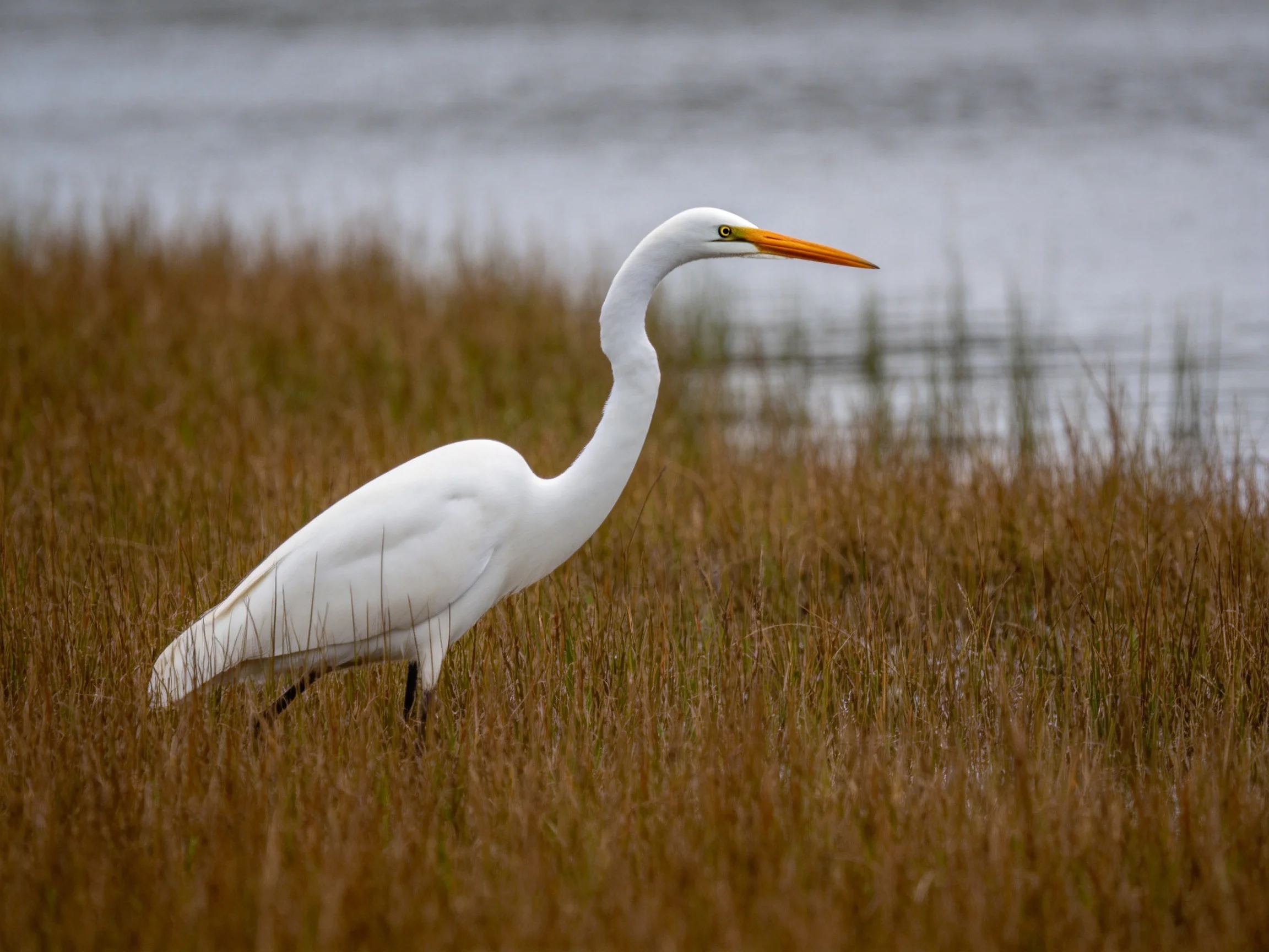 A white egret forages among tall brown marsh grass near calm water