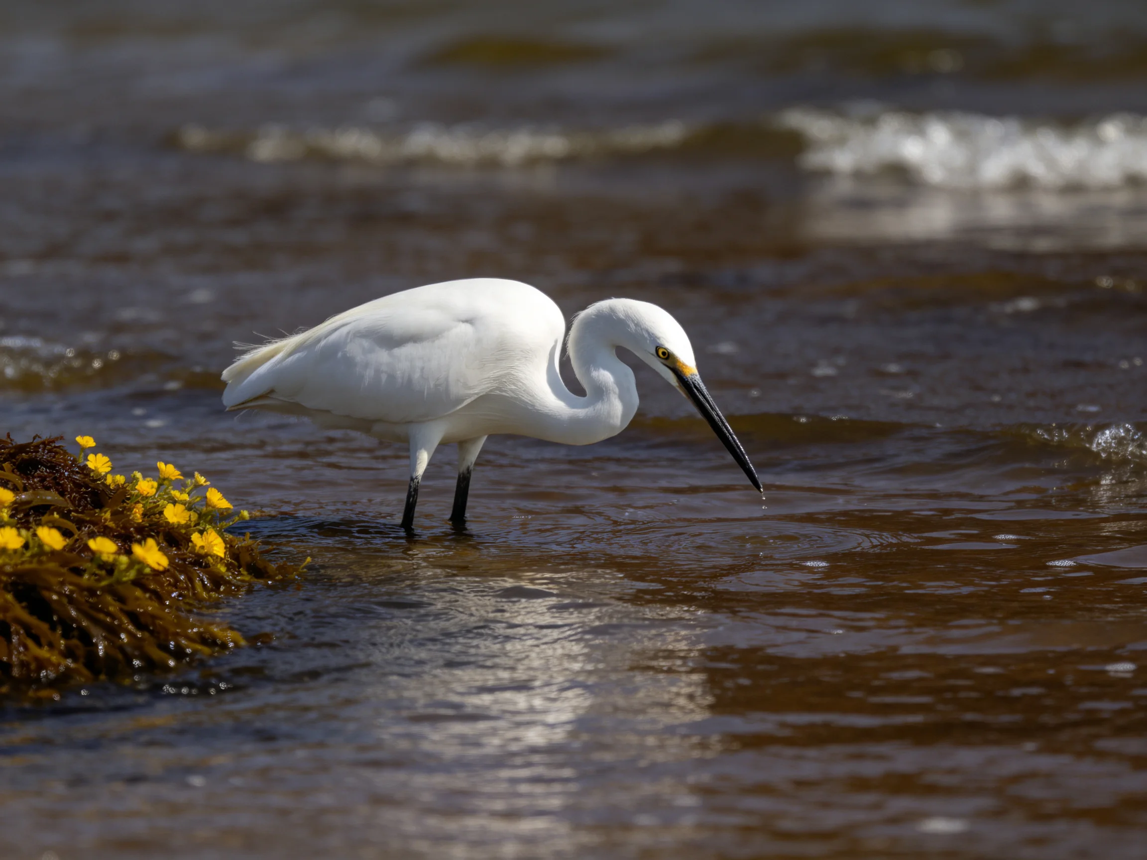 A white egret foraging in shallow brown water near yellow flowers