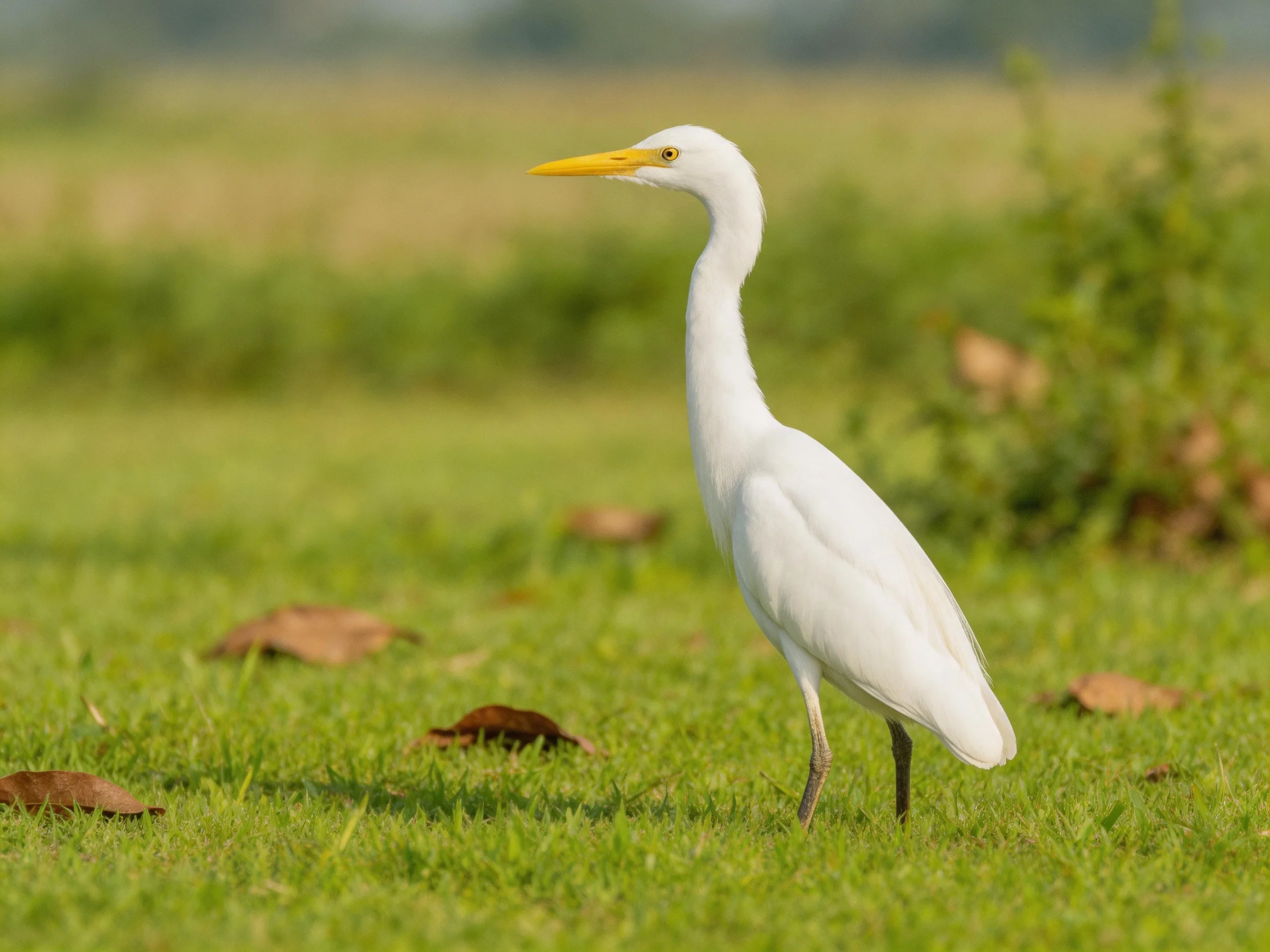 A white egret on lush green grass near scattered brown leaves