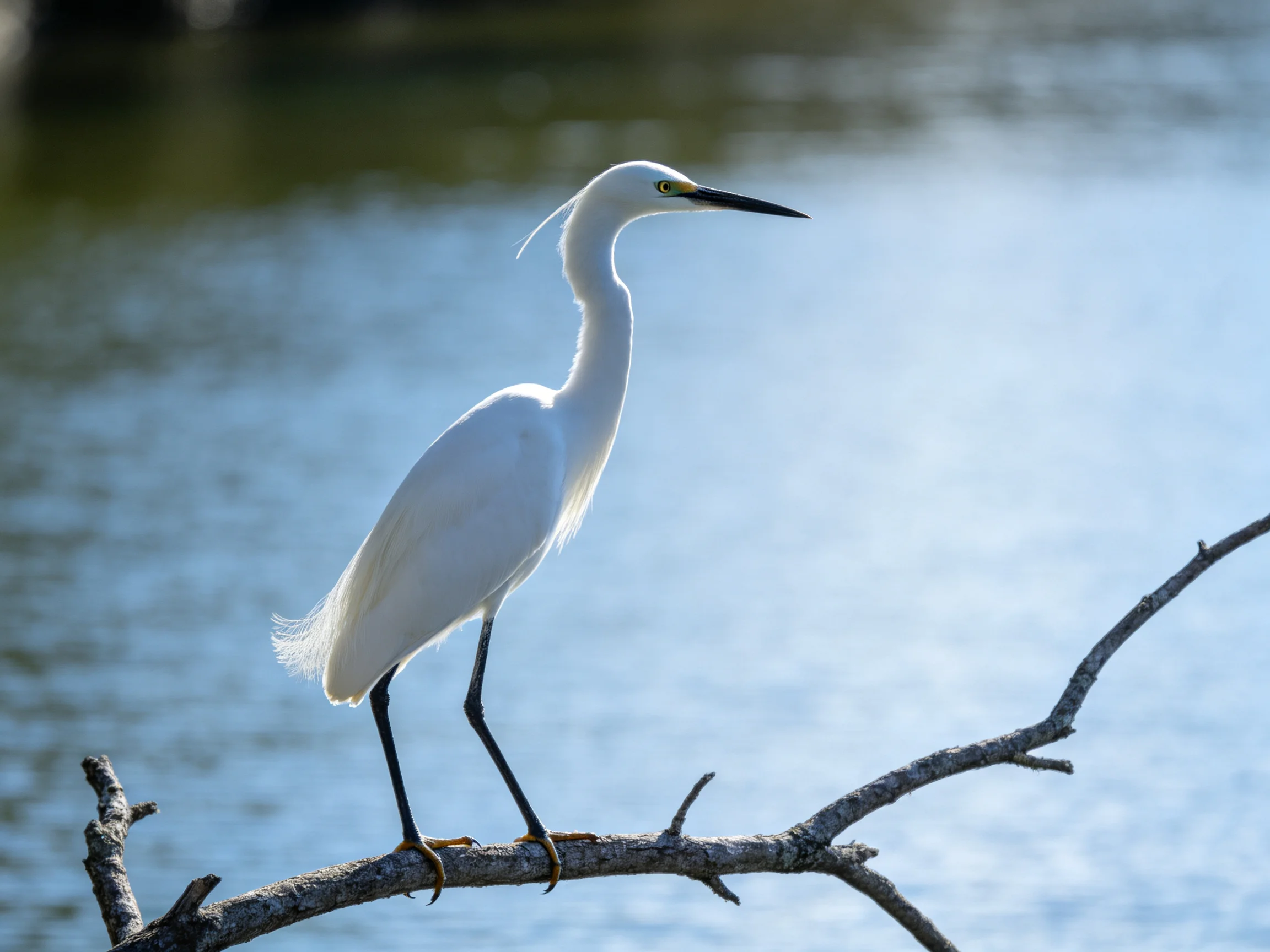 A white egret perched on a bare tree branch by calm water