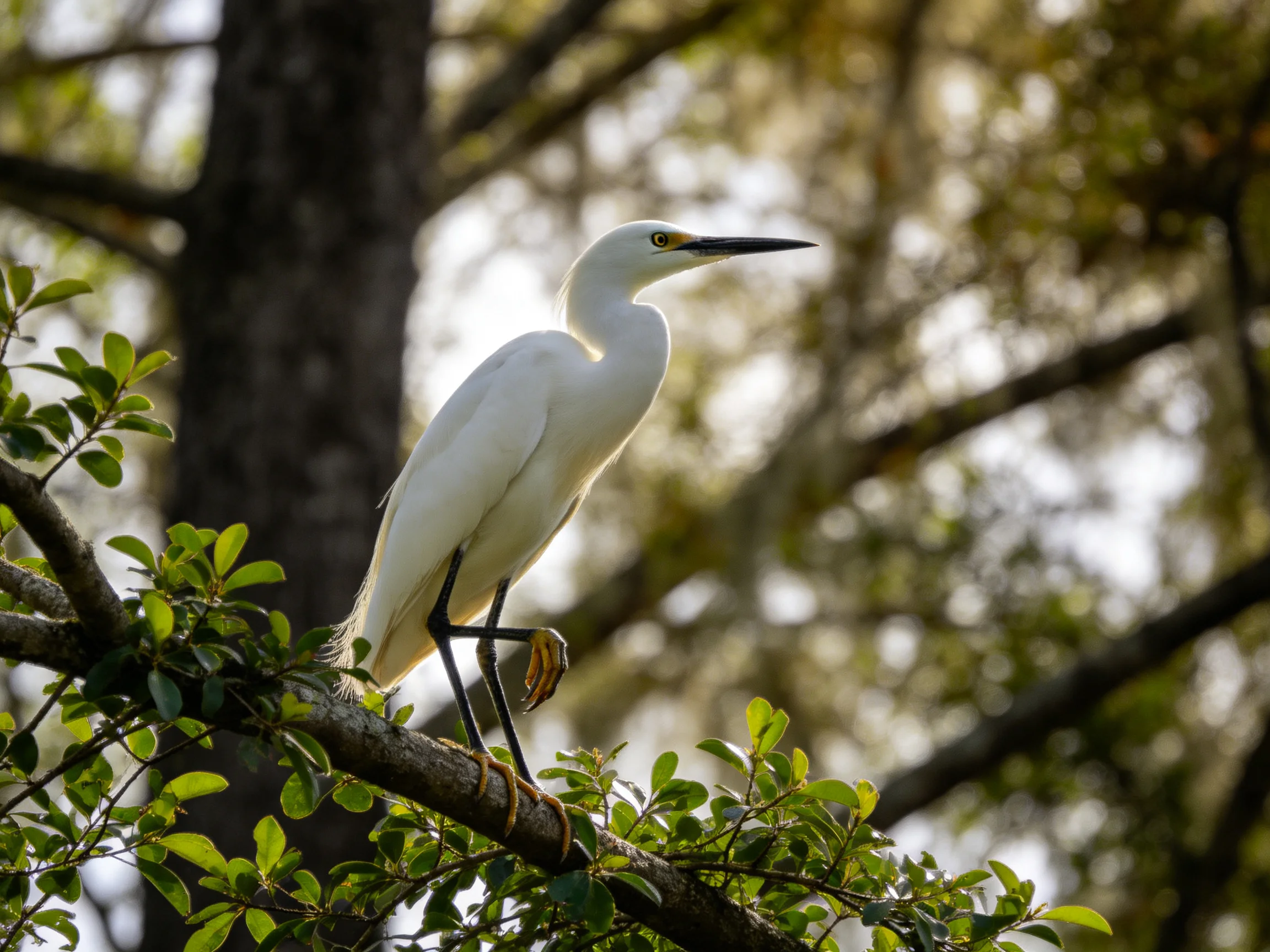 A white egret perched on a leafy tree branch among tall trees