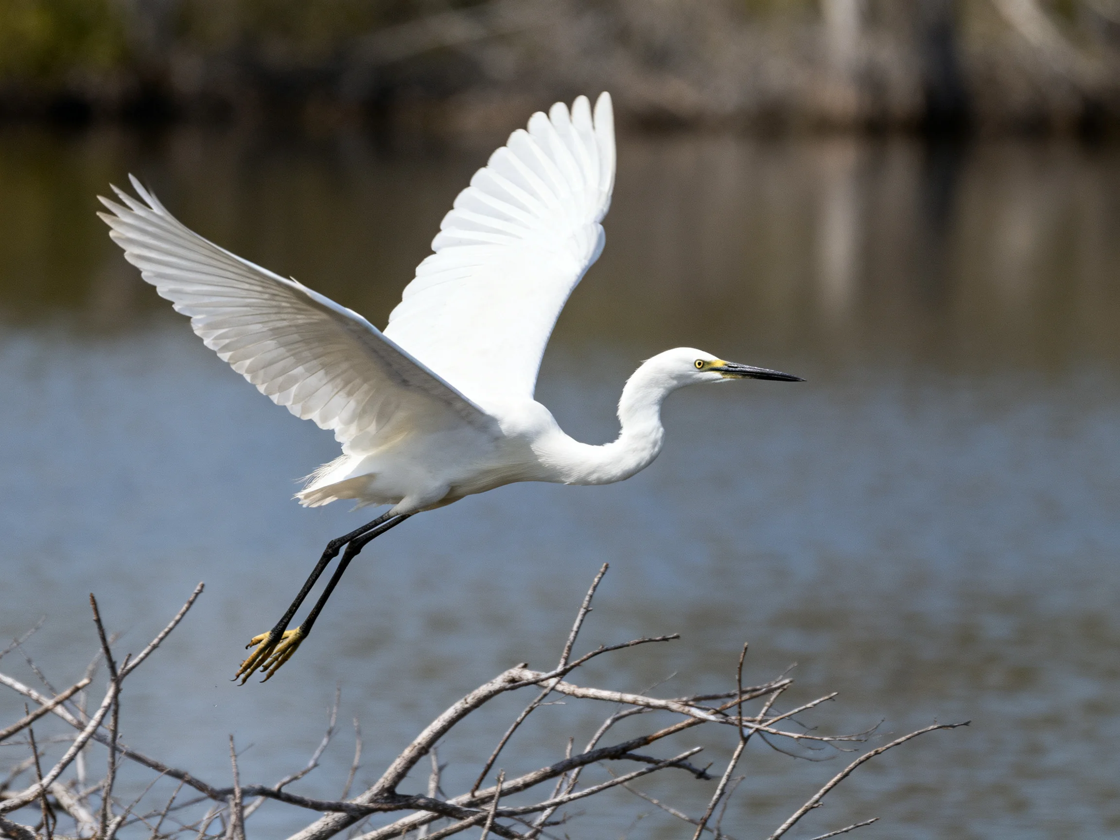 A white egret soars over calm water near bare tree branches