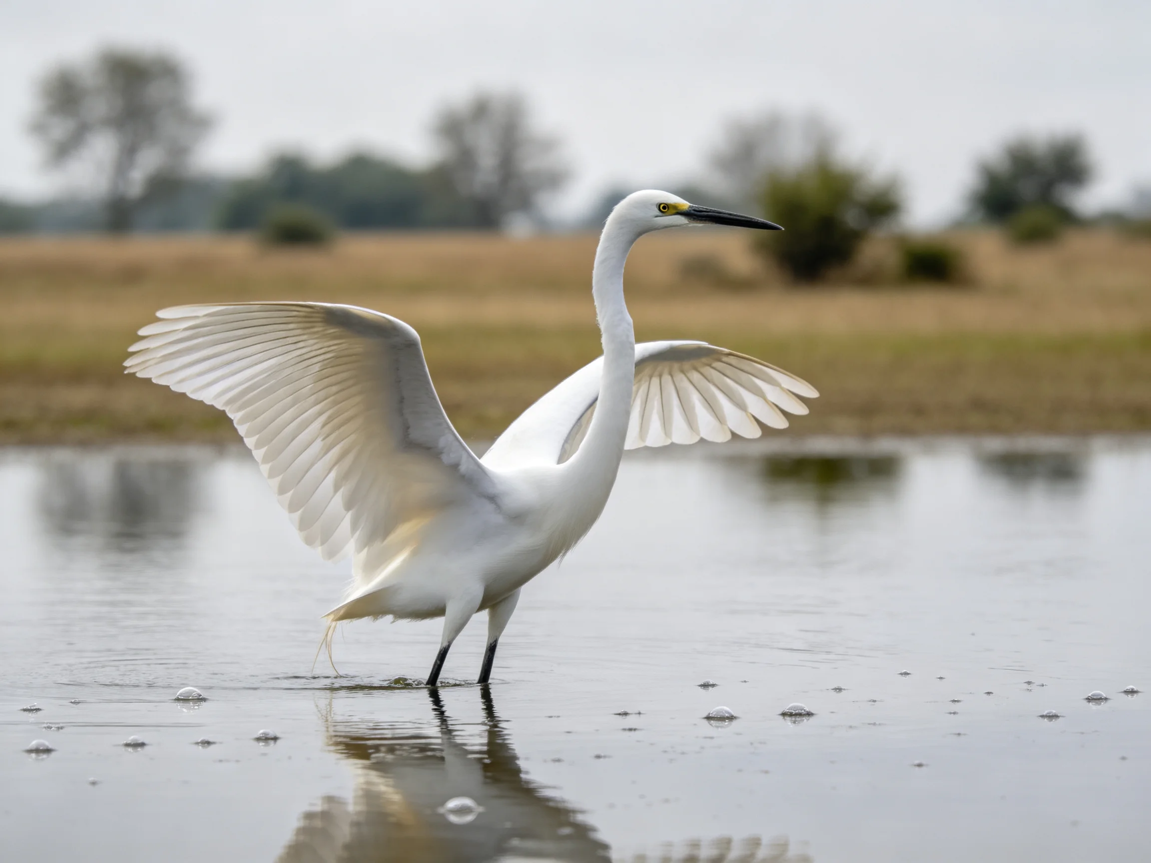 A white egret spreading wings in calm shallow water