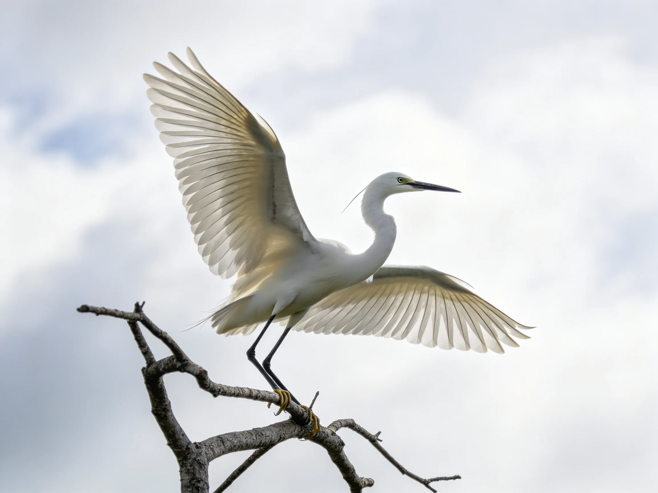 A white egret spreads wings atop a bare tree branch against cloudy sky