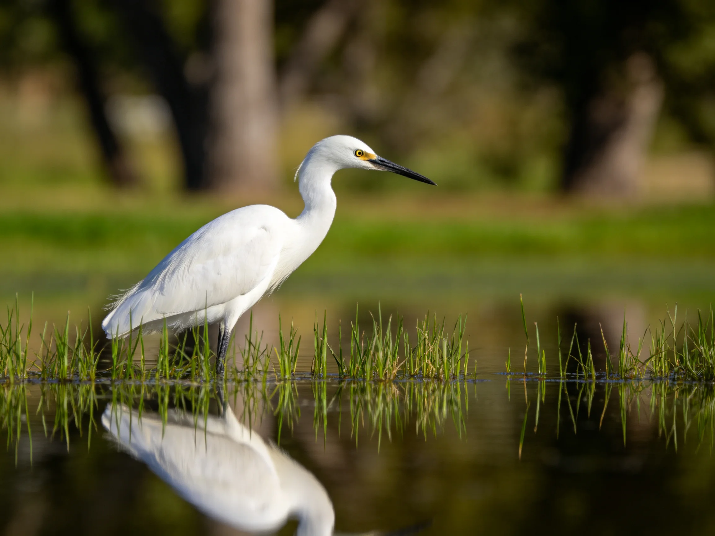 A white egret stands in shallow water among tall grass with a reflection