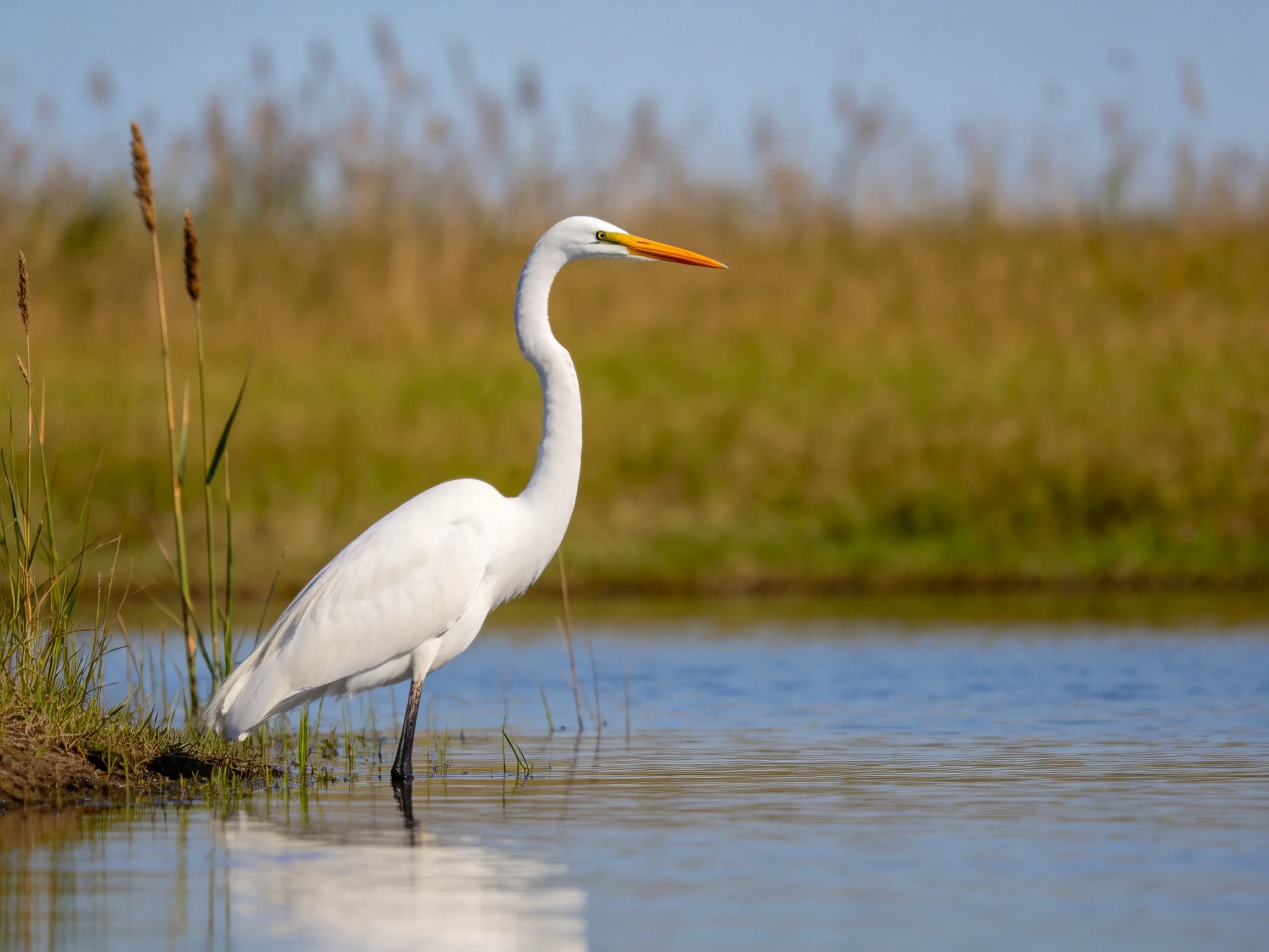 A white egret wades in calm water near tall reeds