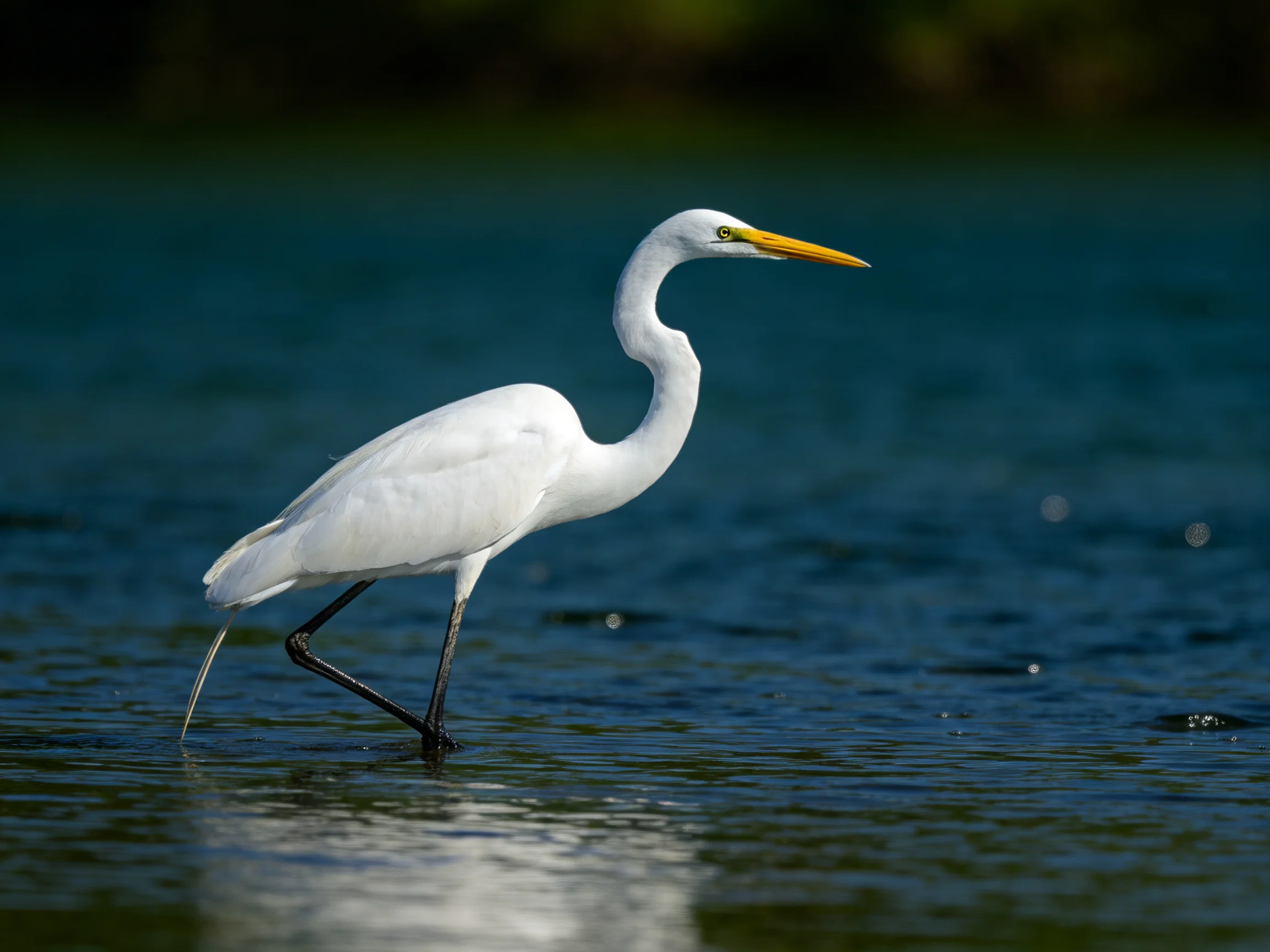 A white egret wades through calm blue water with a long yellow beak