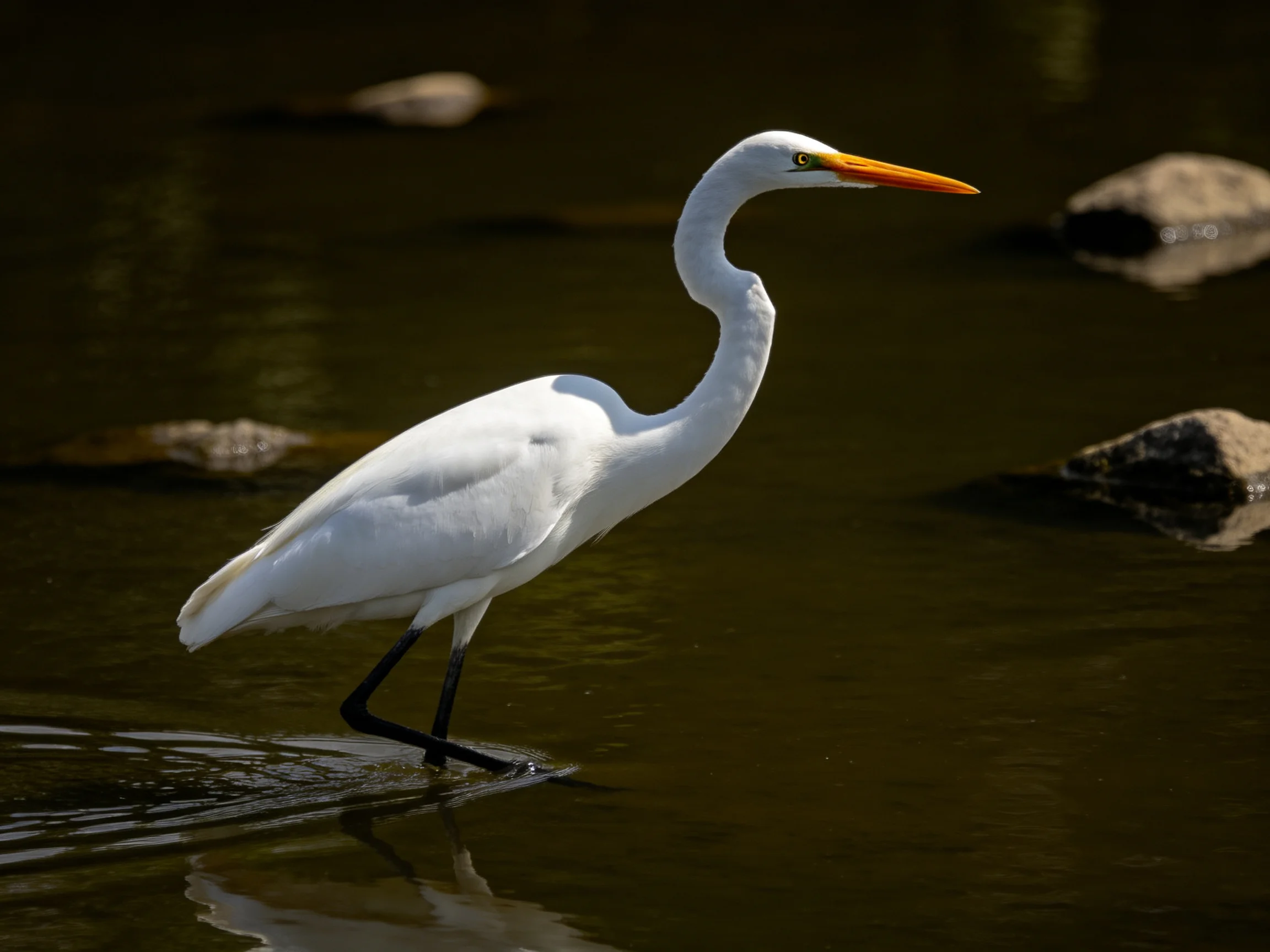 A white egret wades through calm brown water near rocks