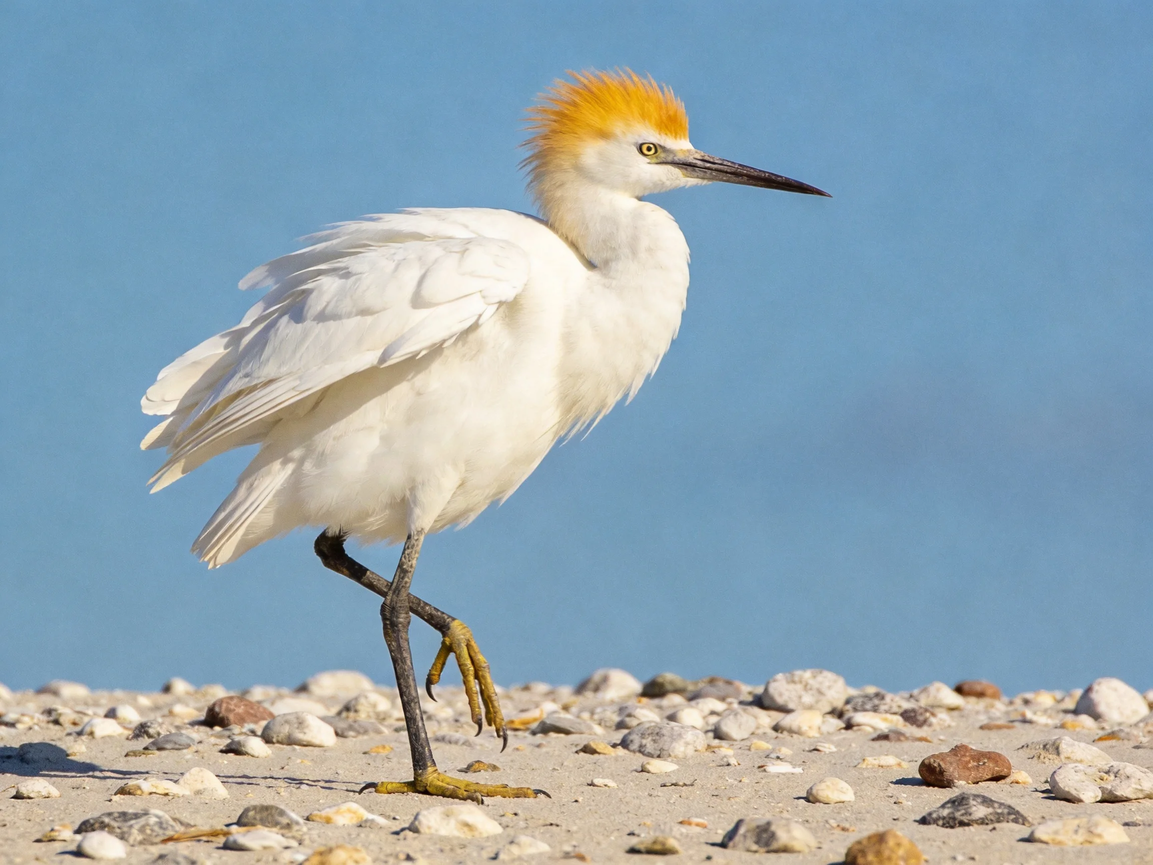 A white egret with golden crest on pebbly shore under blue sky