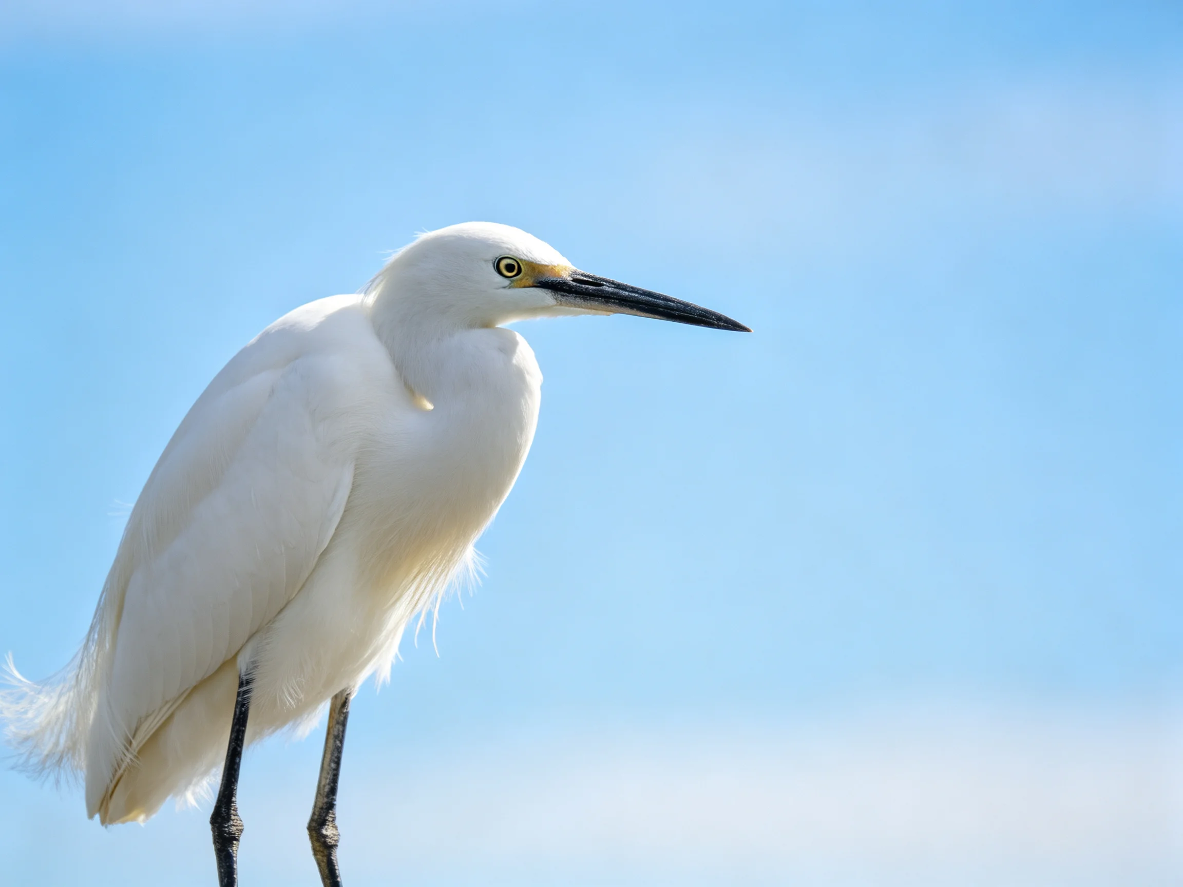 A white egret with long beak against clear blue sky