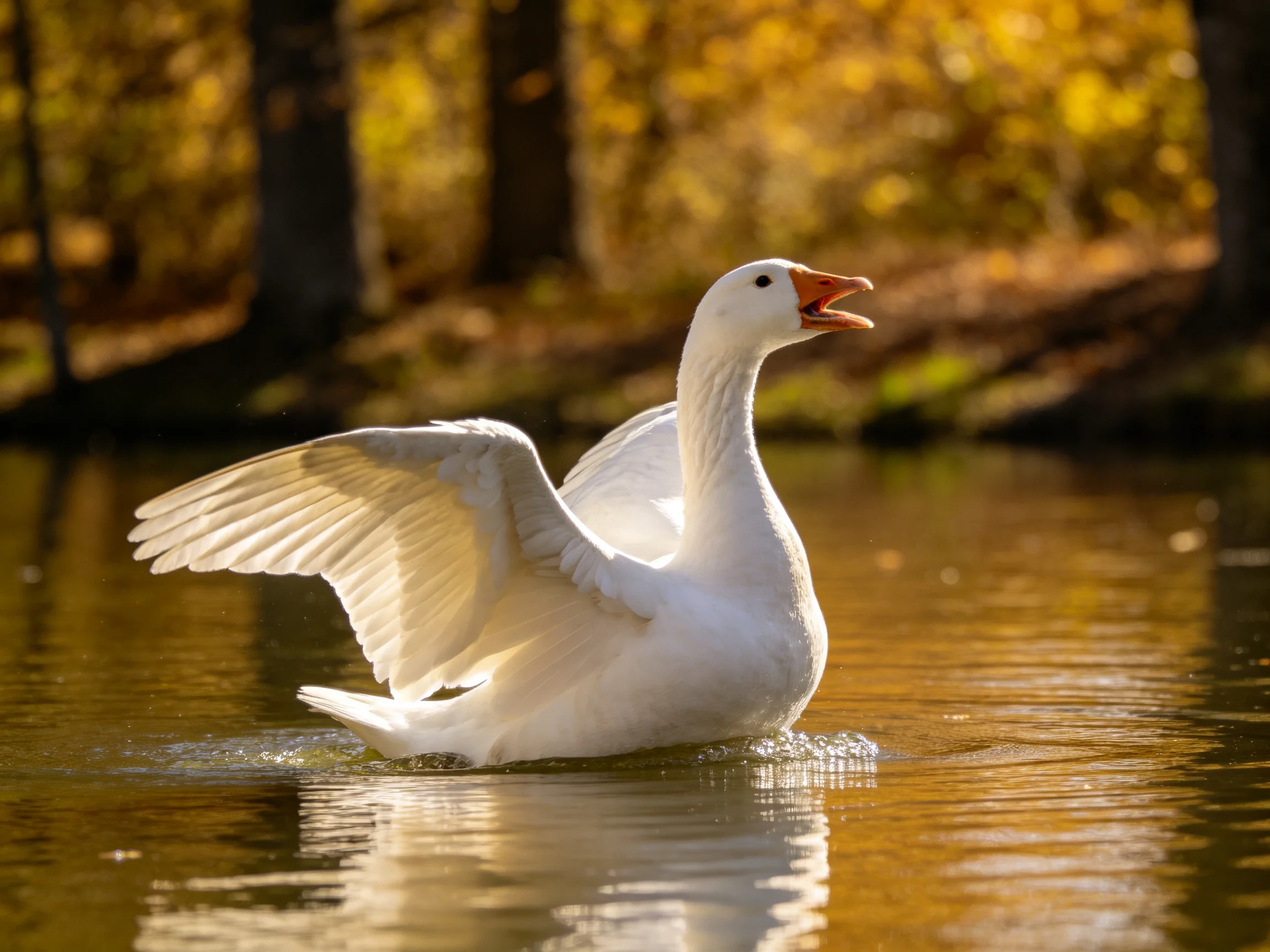 A white goose flapping wings in golden-lit water near autumn trees