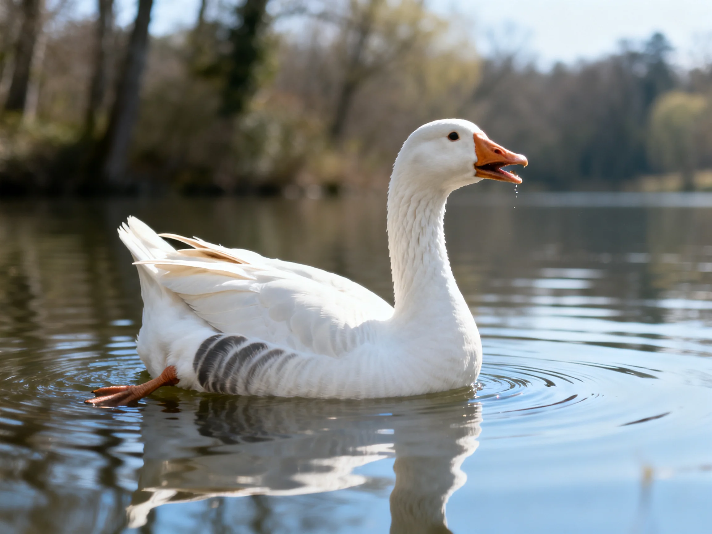 A white goose swims gracefully in calm blue water