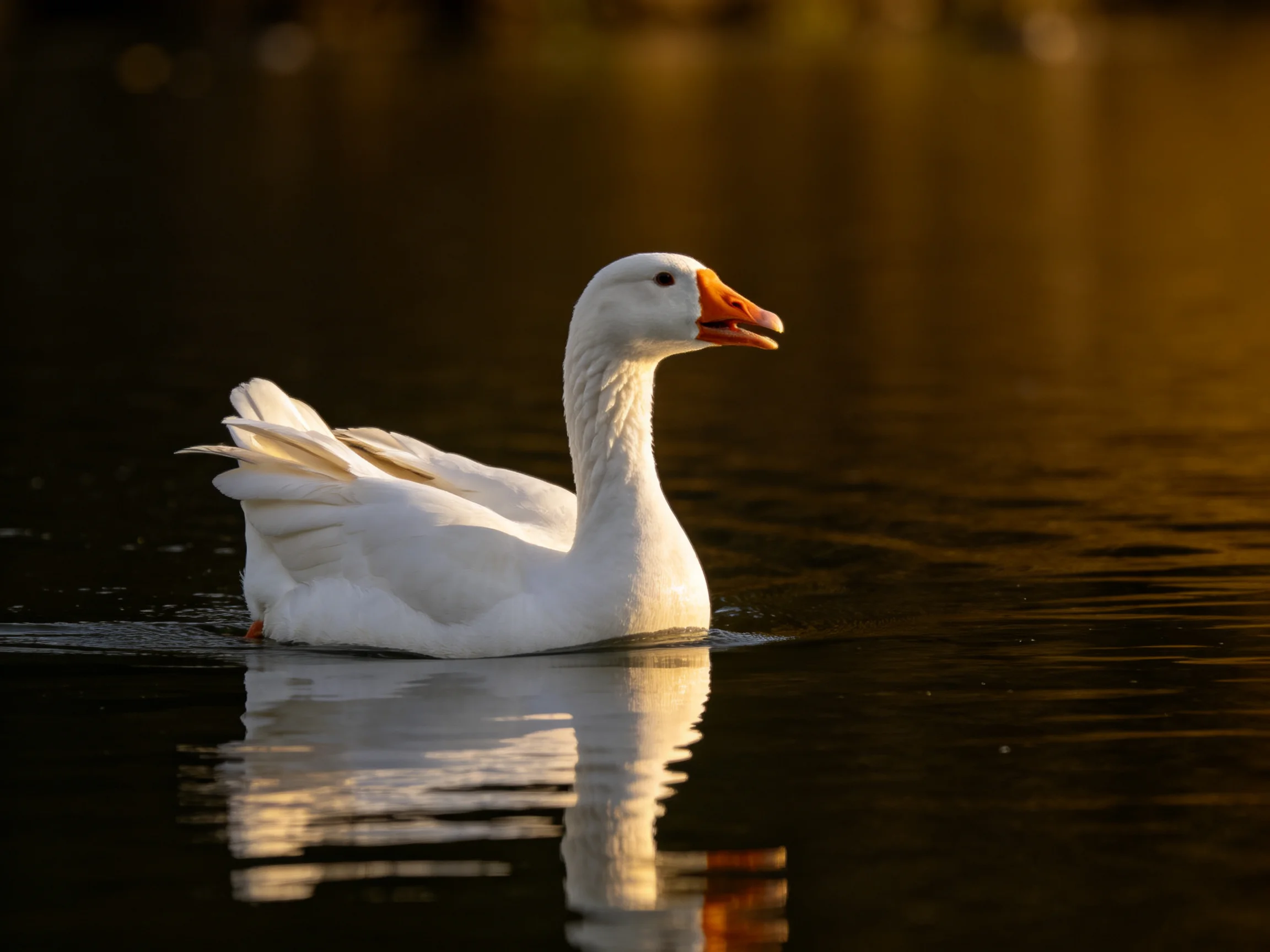 A white goose swims gracefully in calm water at sunset