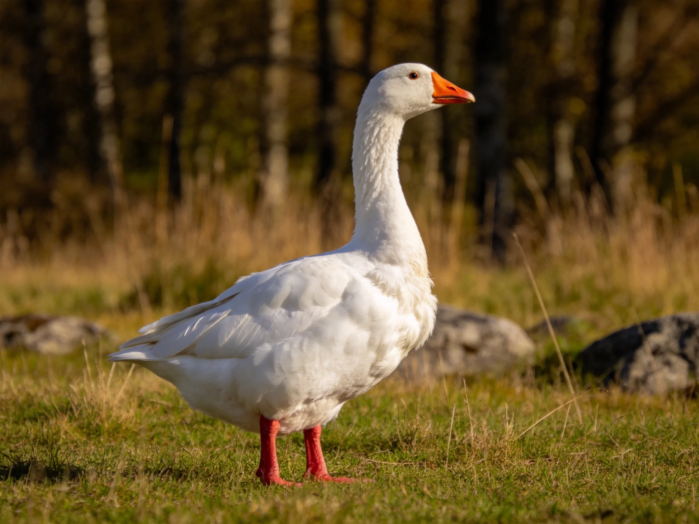 A white goose with an orange beak and red legs on grass near rocks