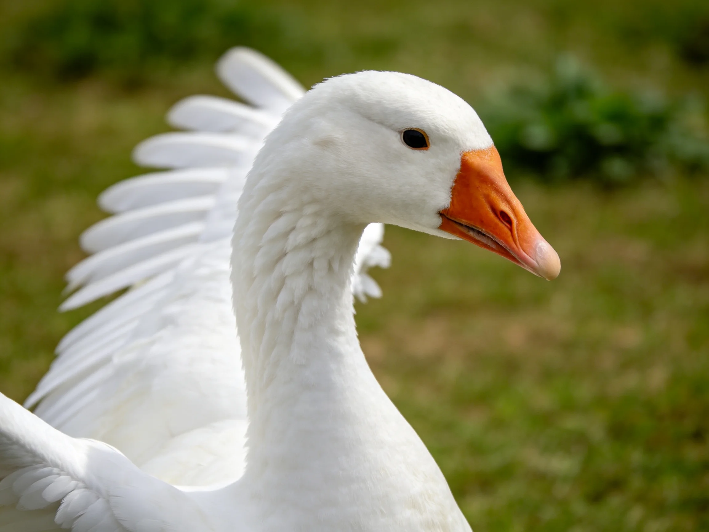 A white goose with an orange beak spreads its wings in an outdoor setting.