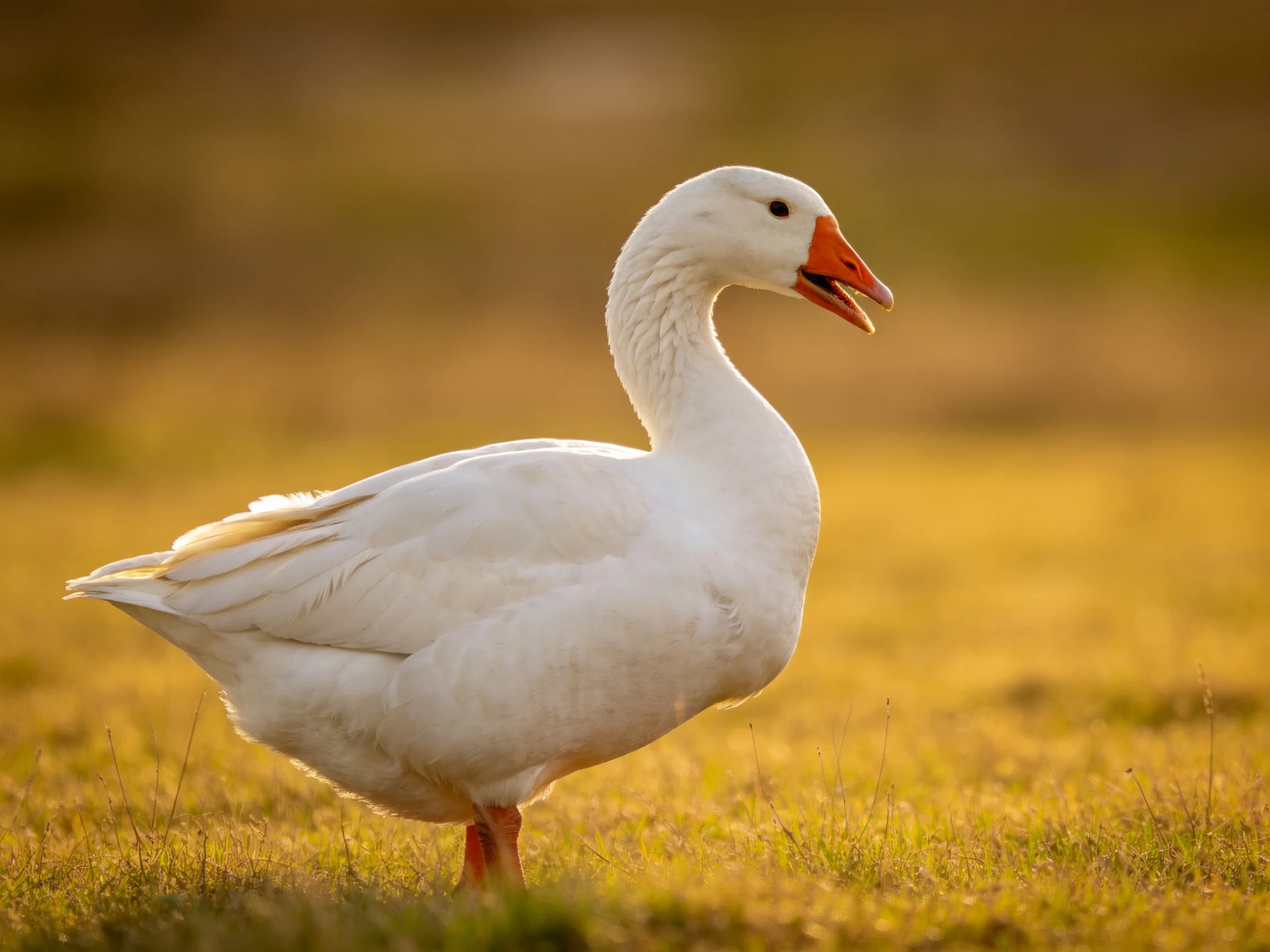 A white goose with an orange beak walks through a sunlit meadow