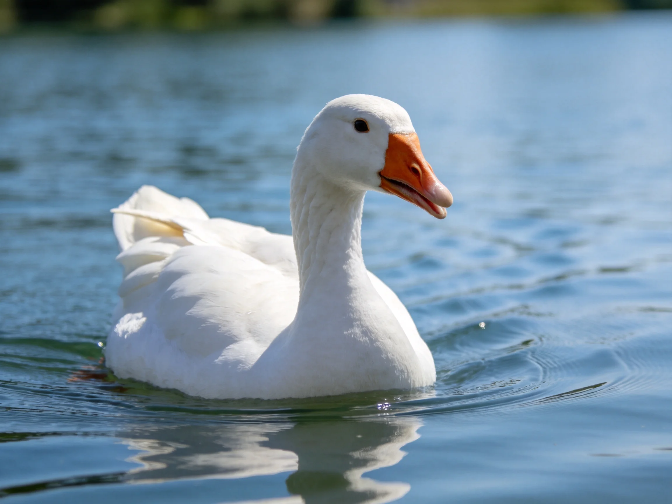 A white goose with an orange beak swims in blue water