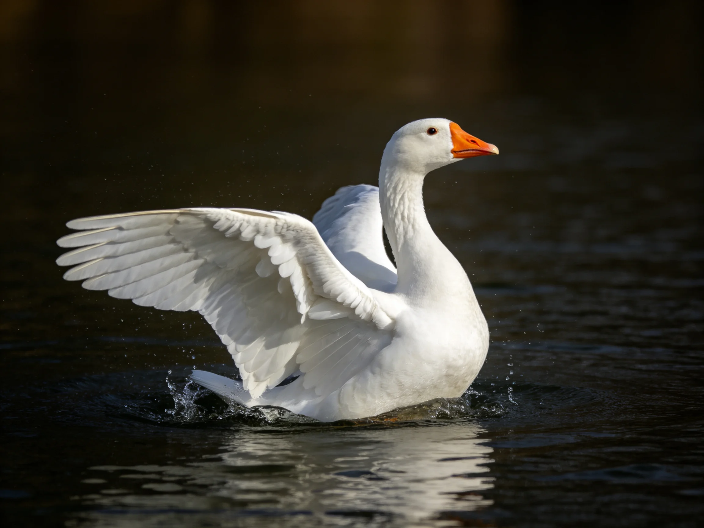 A white goose with orange beak spreading wings in dark water
