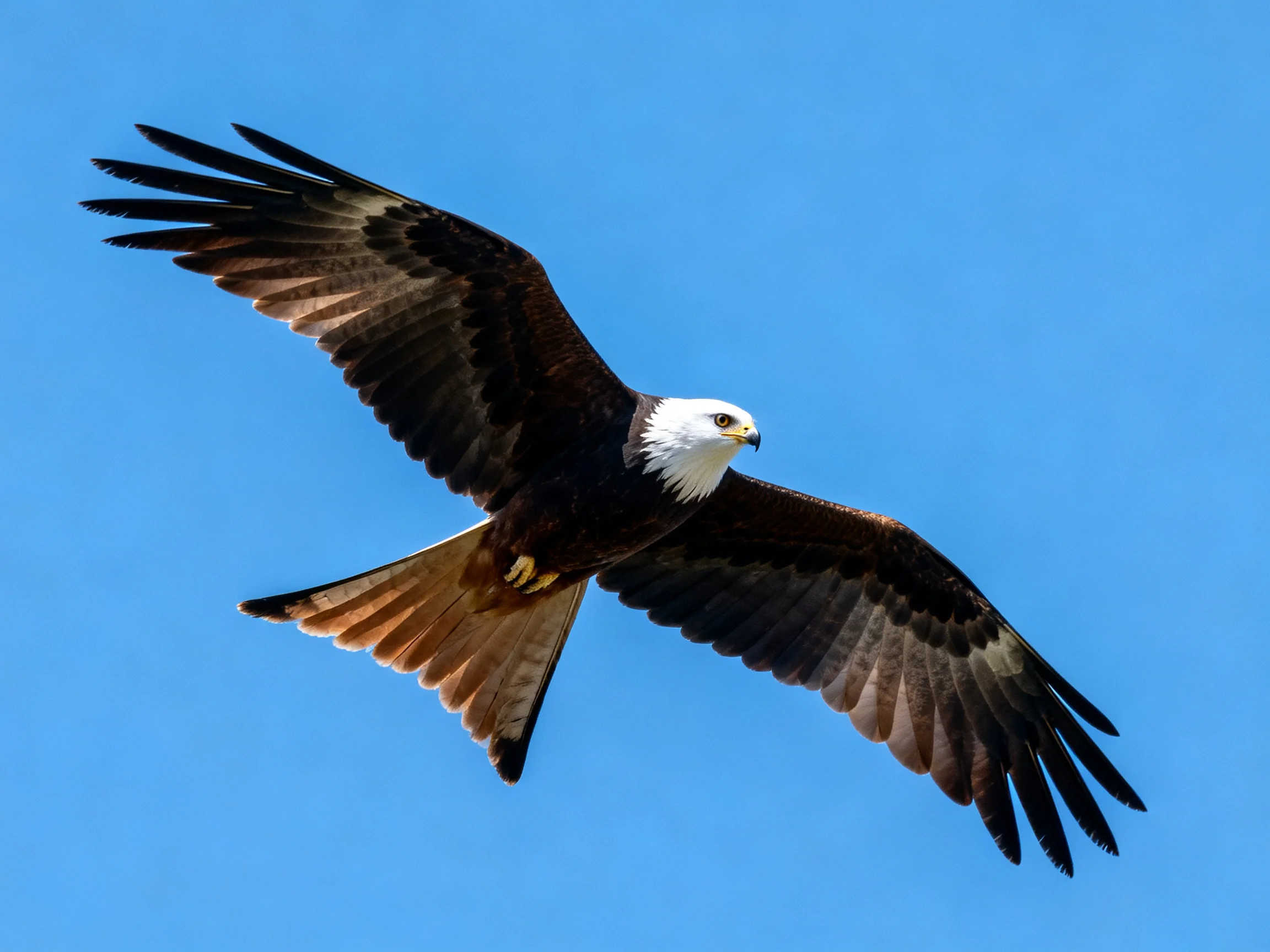 A white-headed bird of prey glides with extended wings under a clear blue sky
