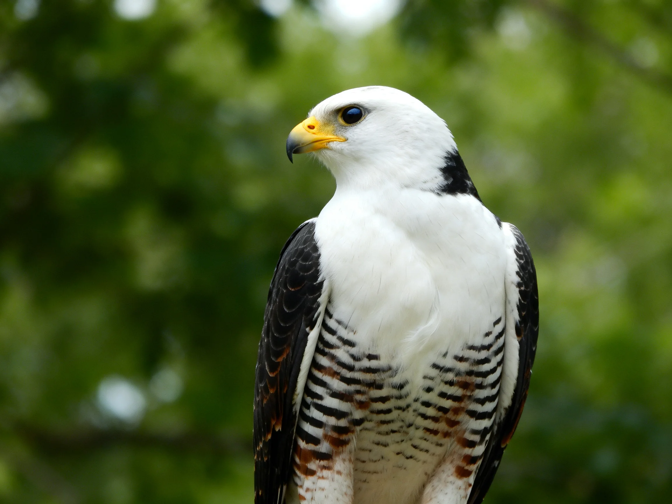 A white-headed bird with black wings and patterned chest