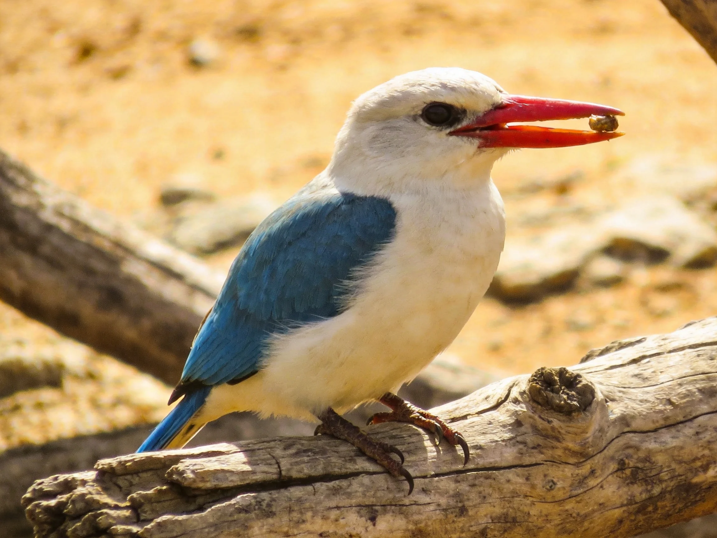 A white-headed bird with blue wings perches on a log, clutching prey.