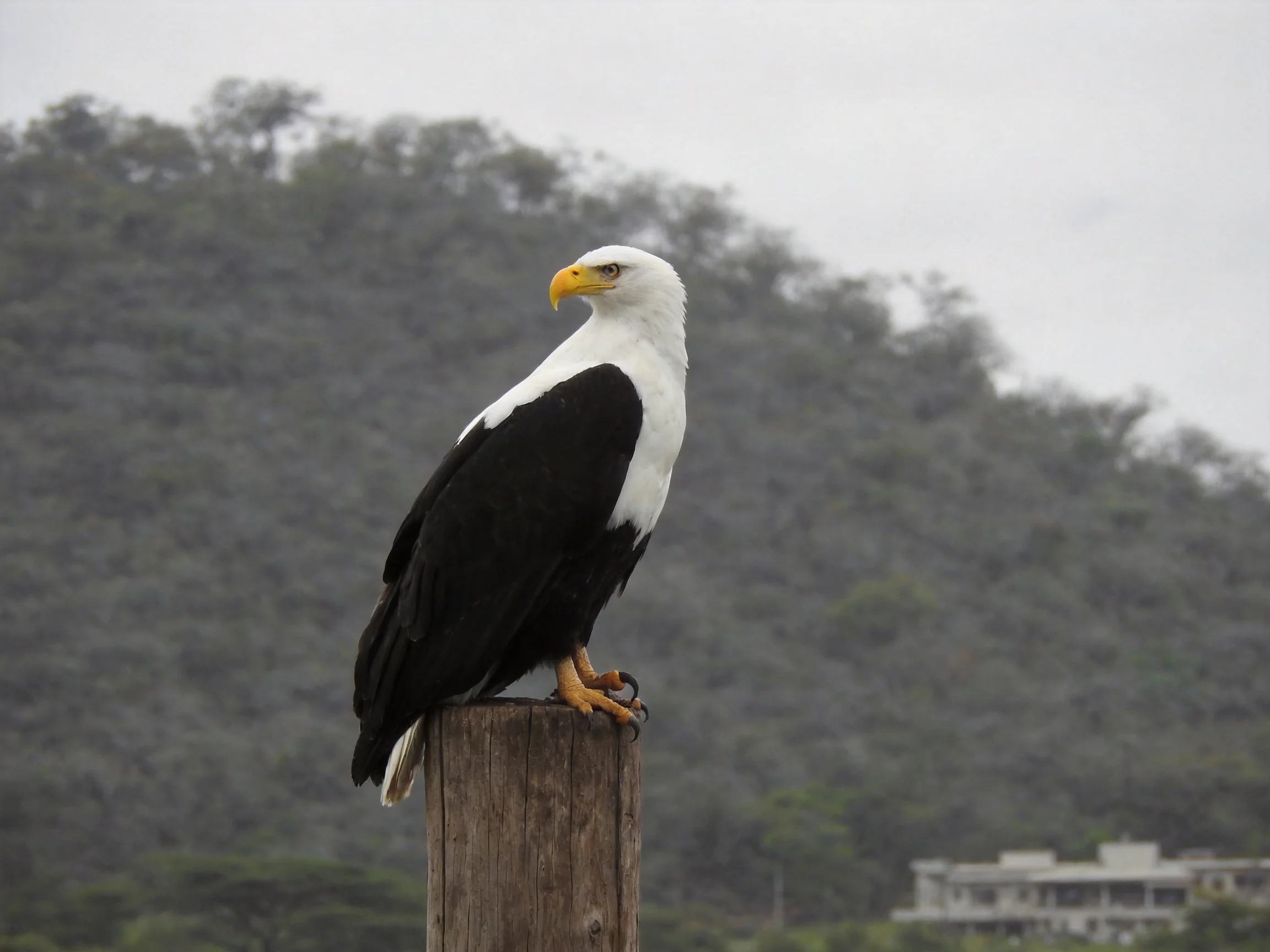 A white-headed black-feathered eagle perches on a wooden post near forested hills