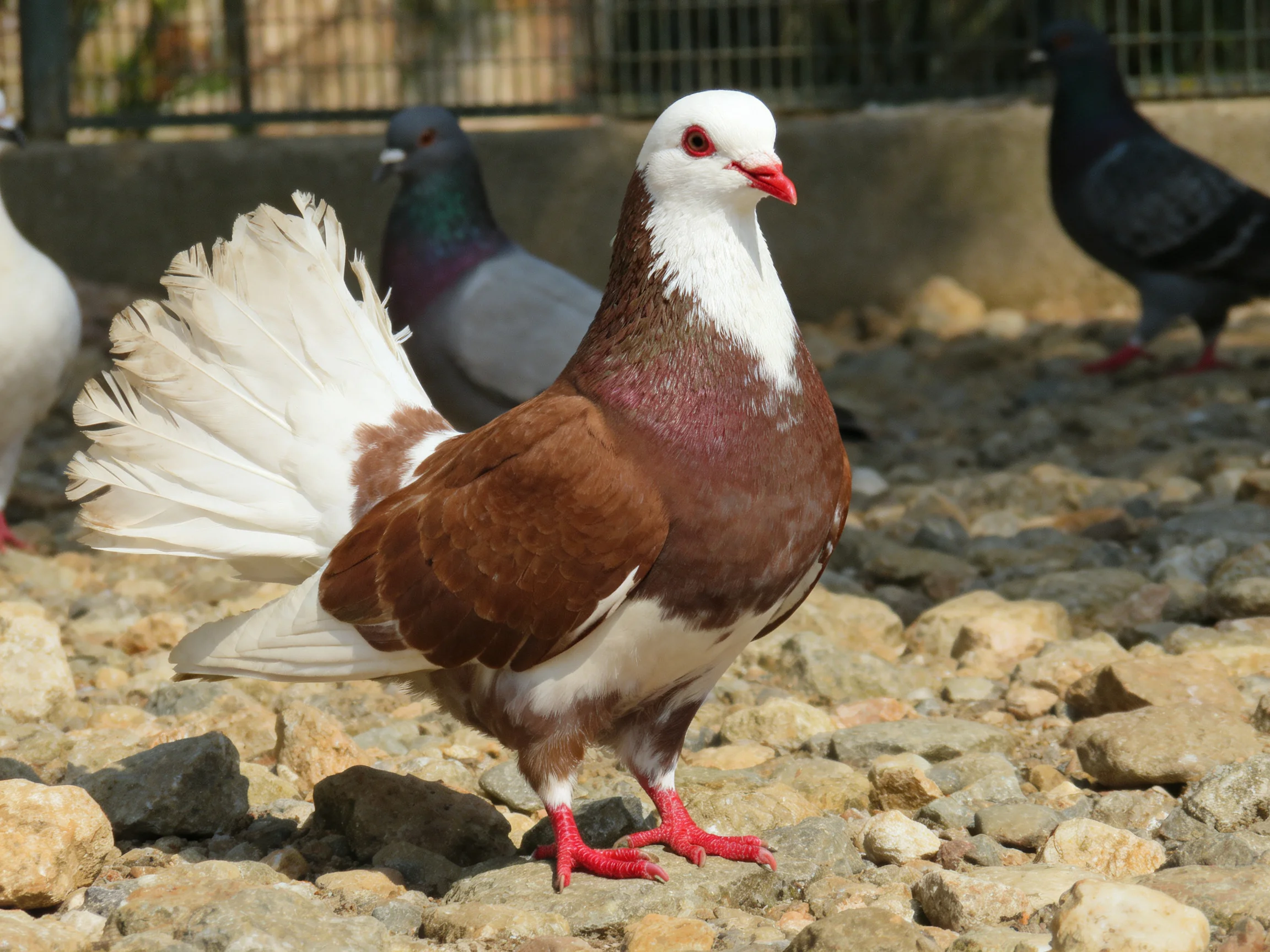 A white-headed, brown-bodied pigeon with red features on rocky ground
