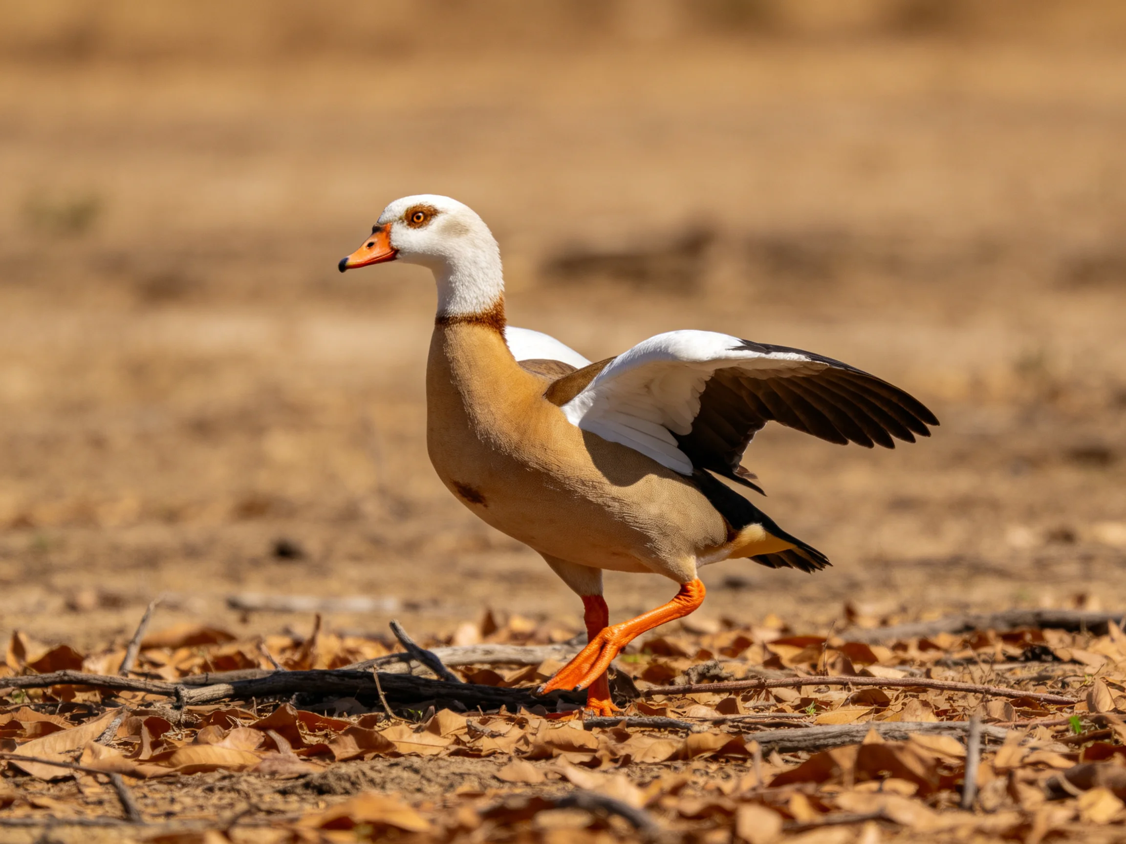 A white-headed duck with orange feet spreads wings on dry ground