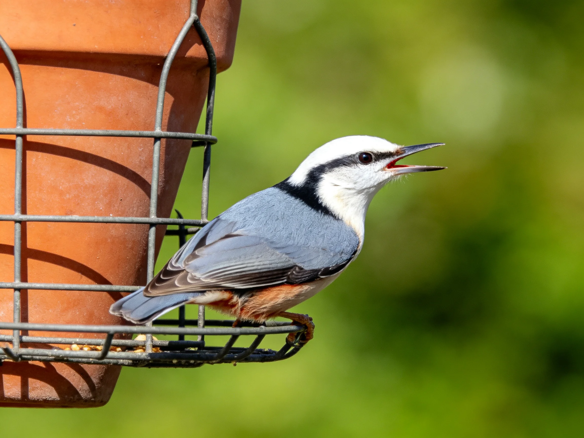 A white-headed nuthatch with blue-gray plumage perches on a wire feeder