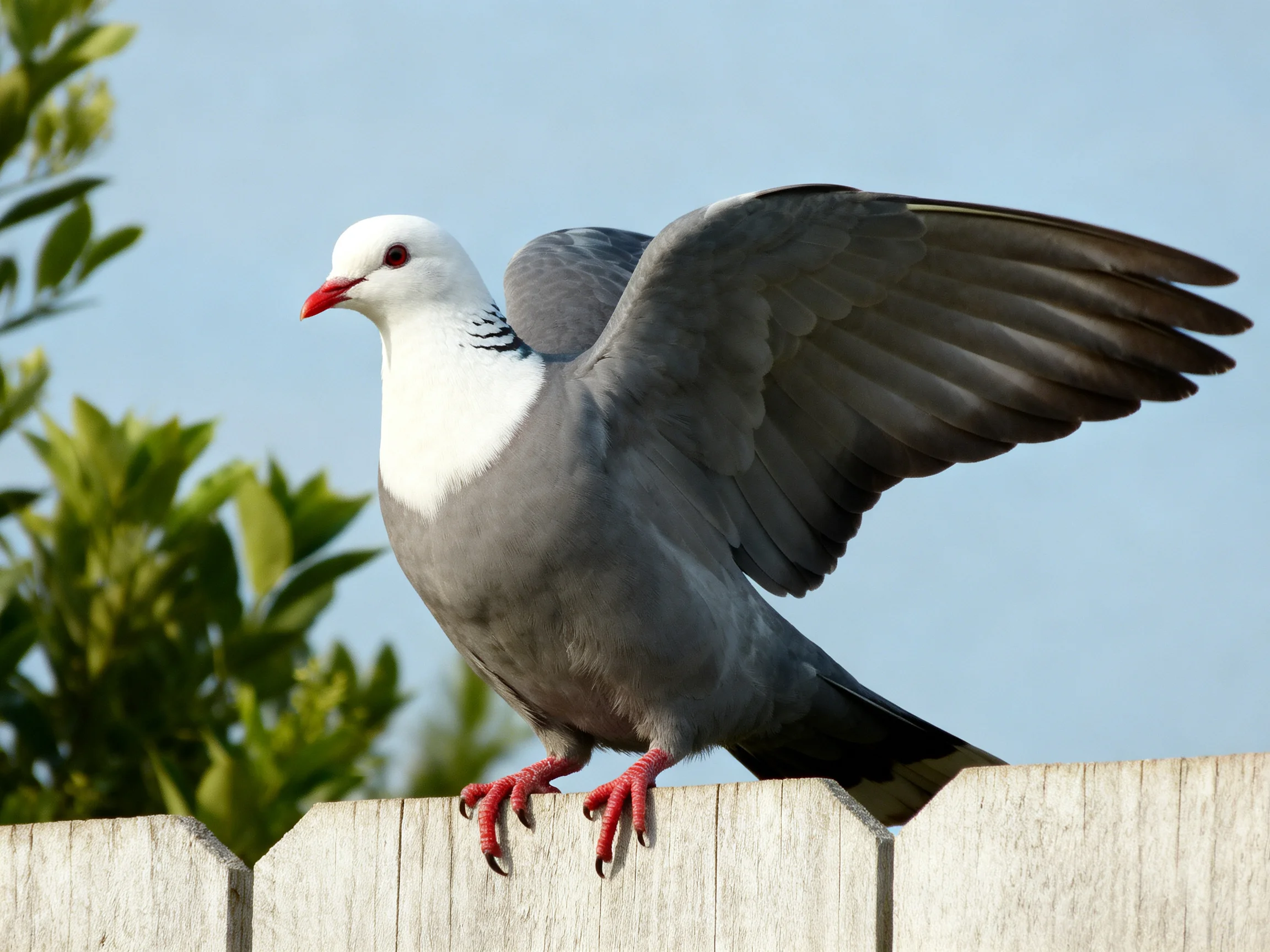 A white-headed pigeon spreads wings atop a wooden fence