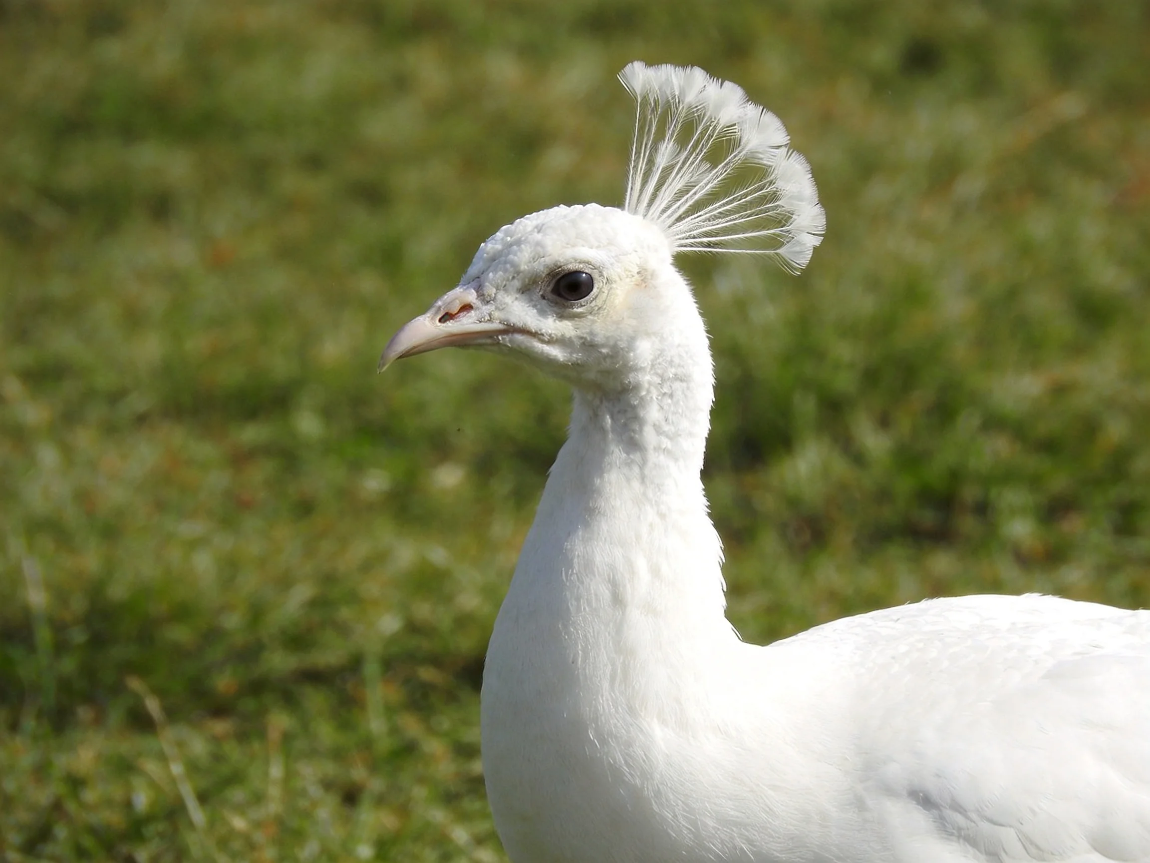 A white peacock with a fan - shaped crest stands on green grass