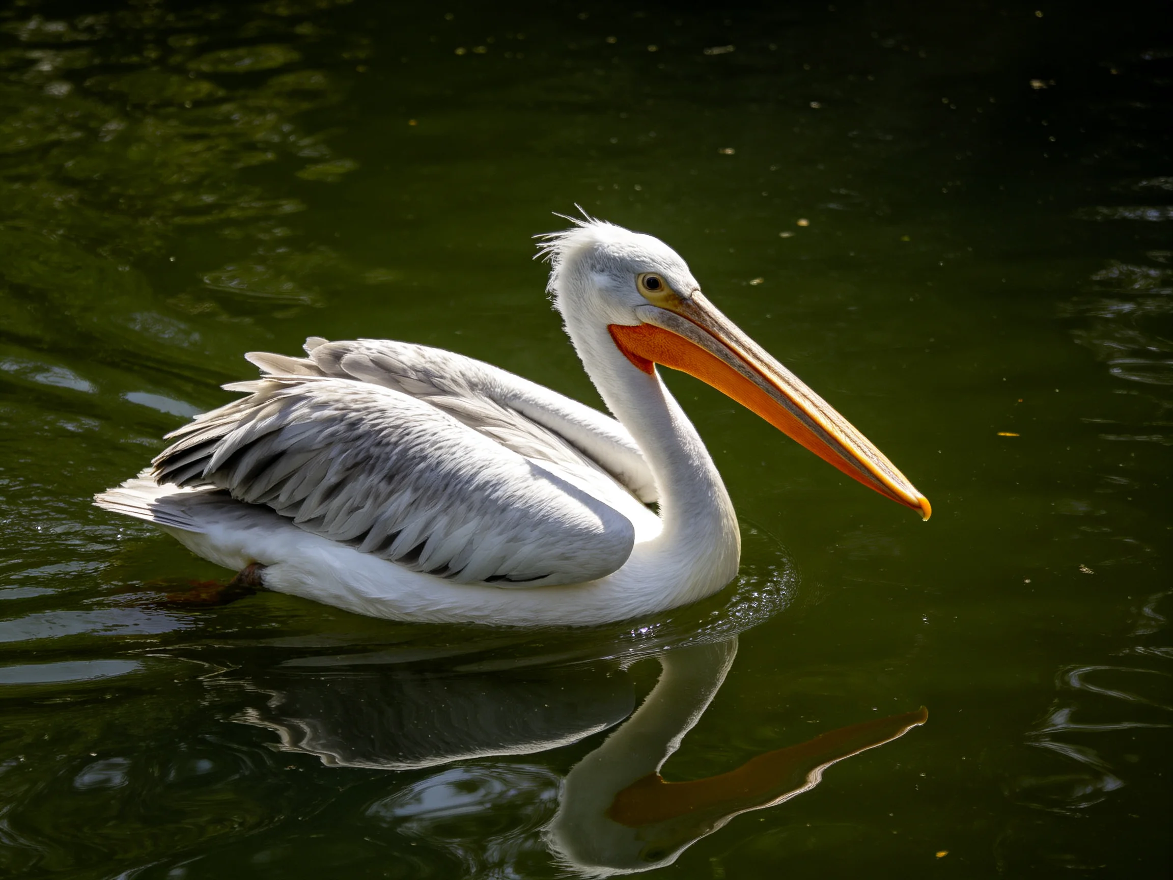 A white pelican glides through dark green water