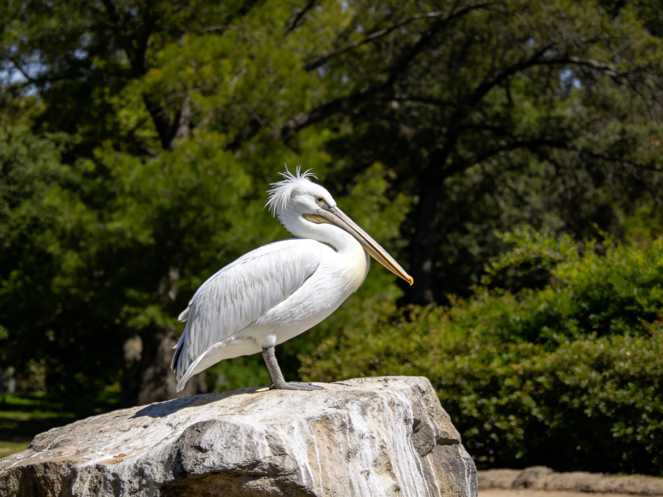 A white pelican perched on a large gray rock near dense green foliage