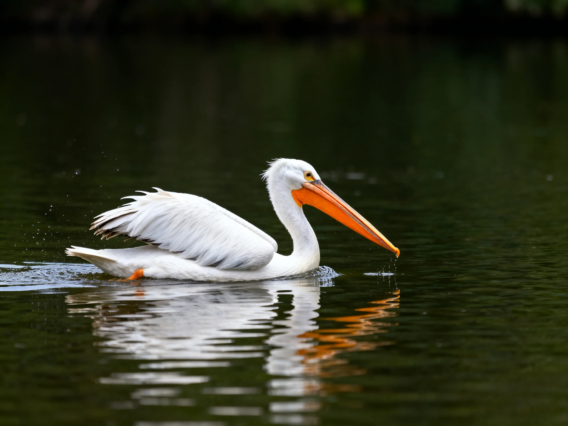 A white pelican swims gracefully in calm green water