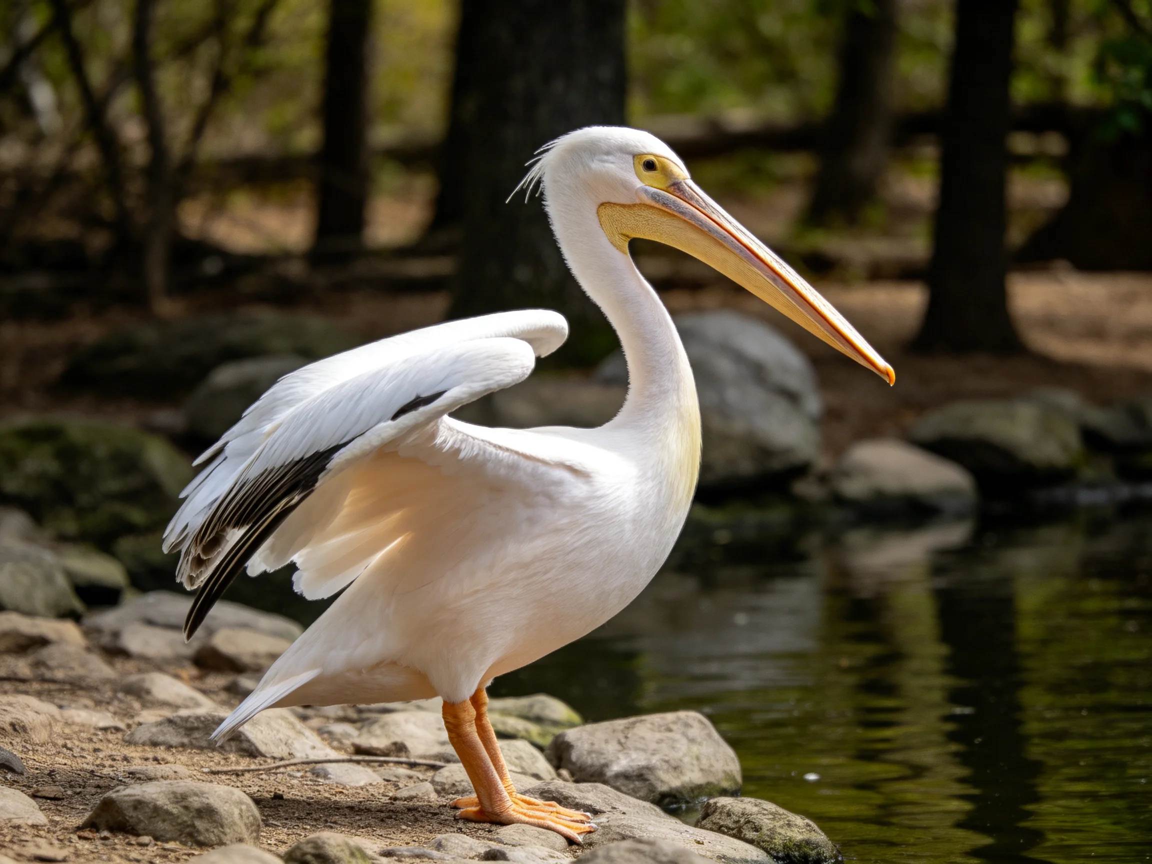 A white pelican with a long yellow beak near rocky waterside